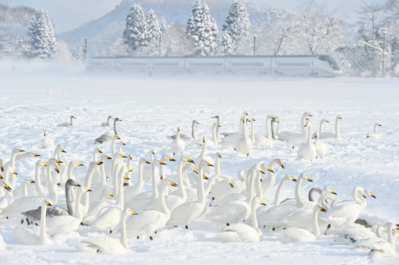 <b>「1日1鉄」シリーズより (c)中井精也</b>