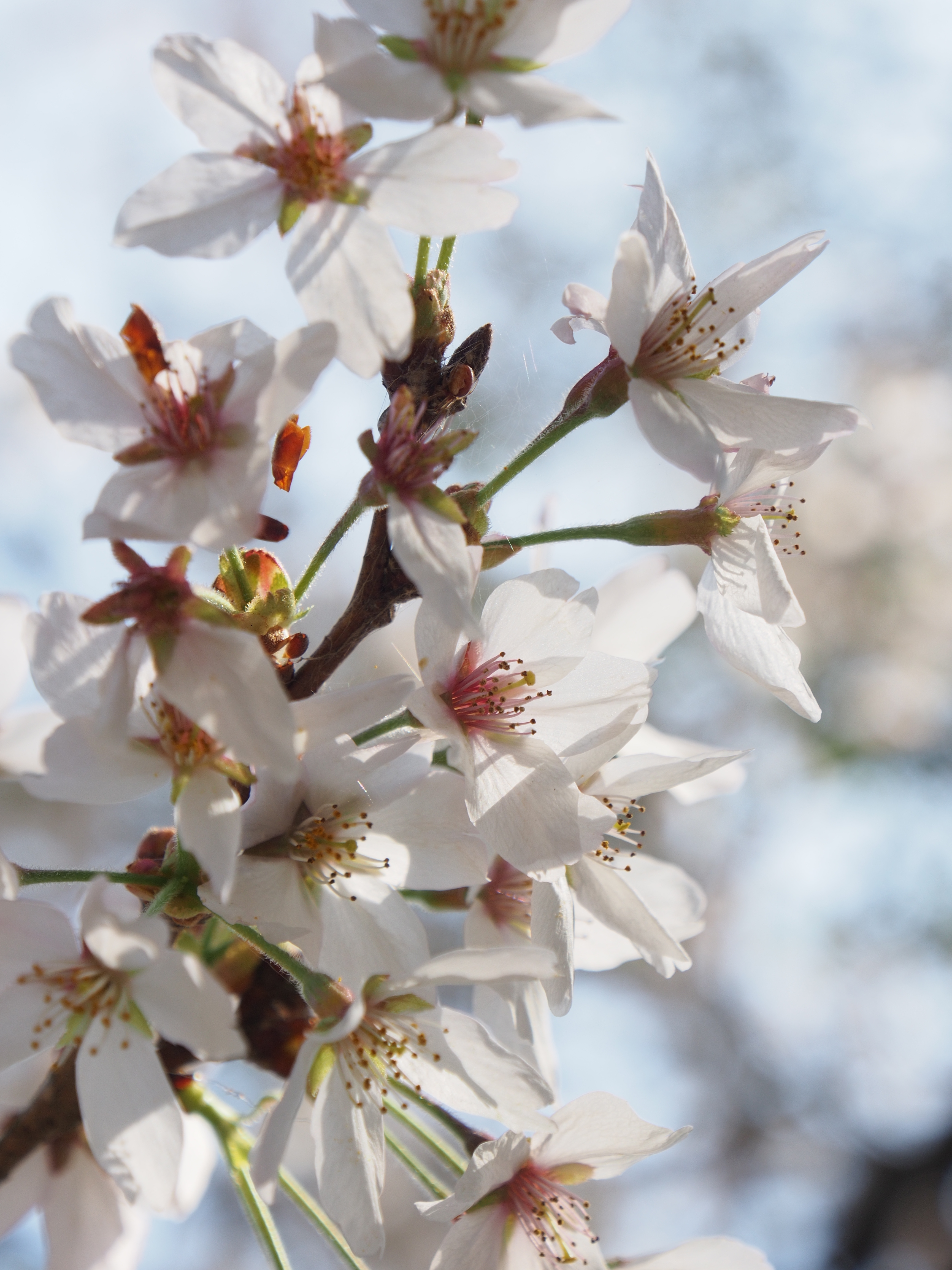 E-M5 / M.ZUIKO DIGITAL ED 12-50mm F3.5-6.3 EZ / 約7.6MB / 4,608×3,456 / 1/250秒 / F6.3 / +1EV / ISO200 / 50mm / i-Finish