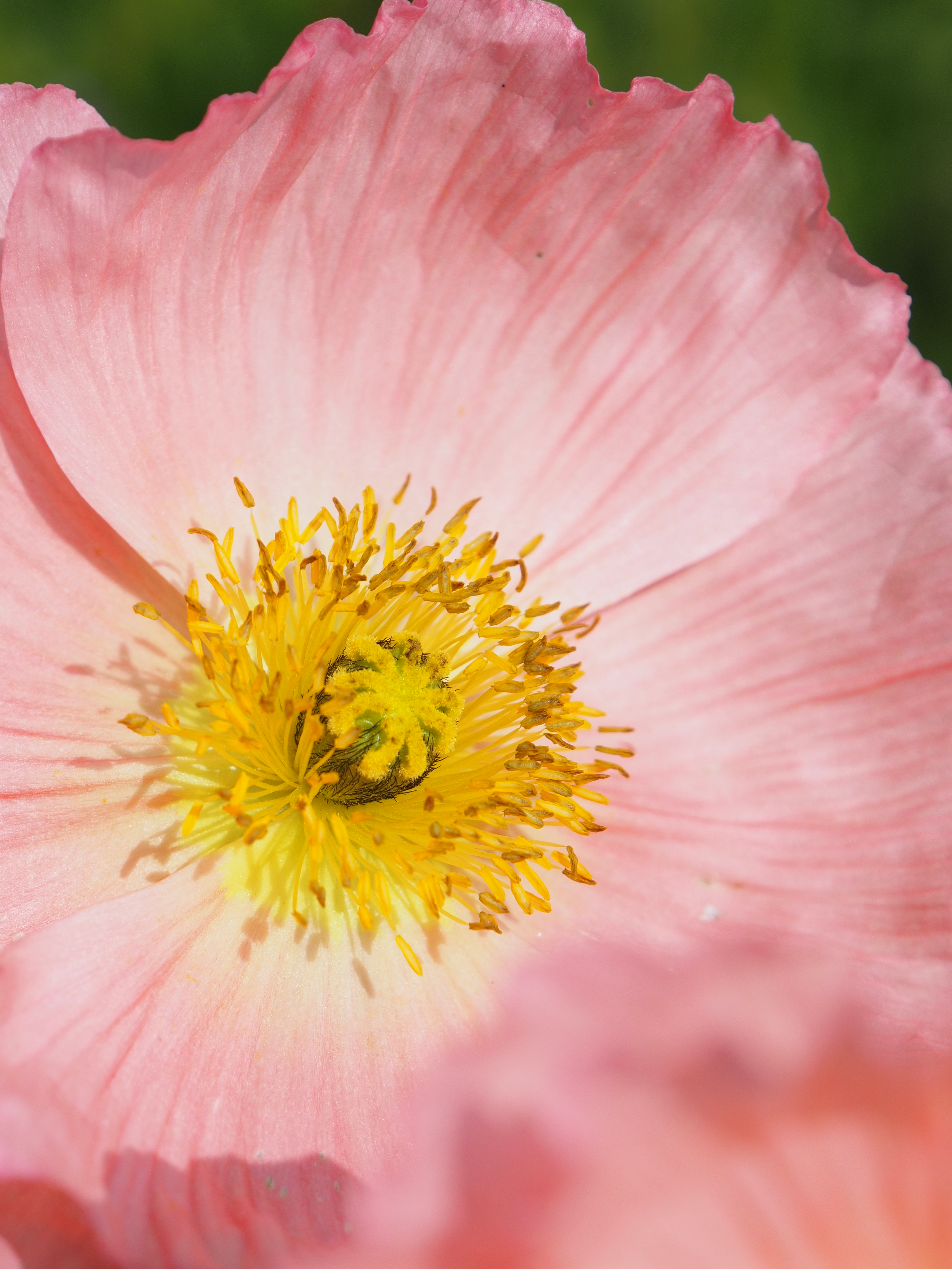 E-M5 / M.ZUIKO DIGITAL ED 12-50mm F3.5-6.3 EZ / 約8.9MB / 4,608×3,456 / 1/1000秒 / F6.3 / +1EV / ISO200 / 50mm