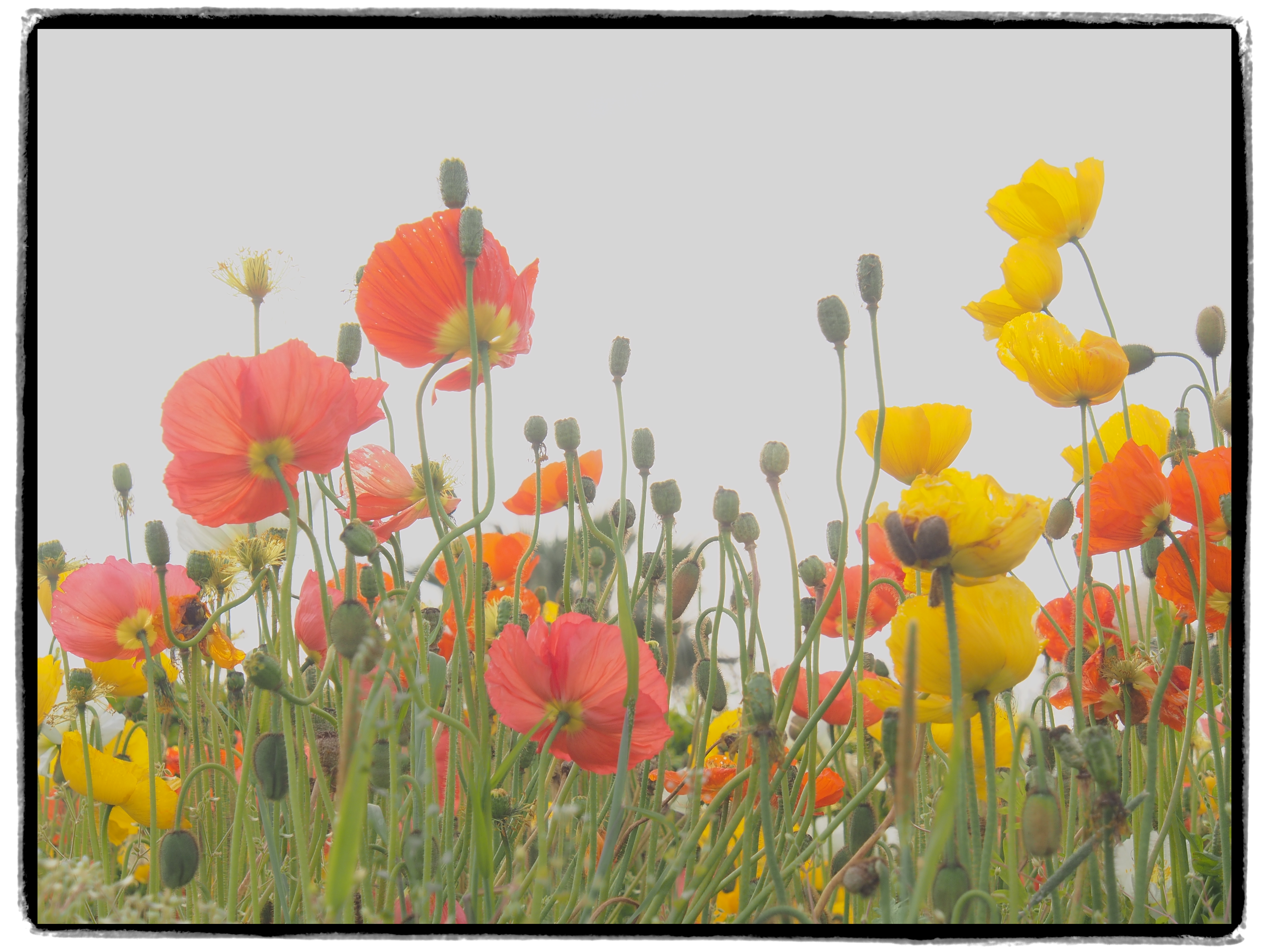 E-M5 / M.ZUIKO DIGITAL ED 12-50mm F3.5-6.3 EZ / 約6.3MB / 4,608×3,456 / 1/160秒 / F7 / +2.3EV / ISO200 / 50mm