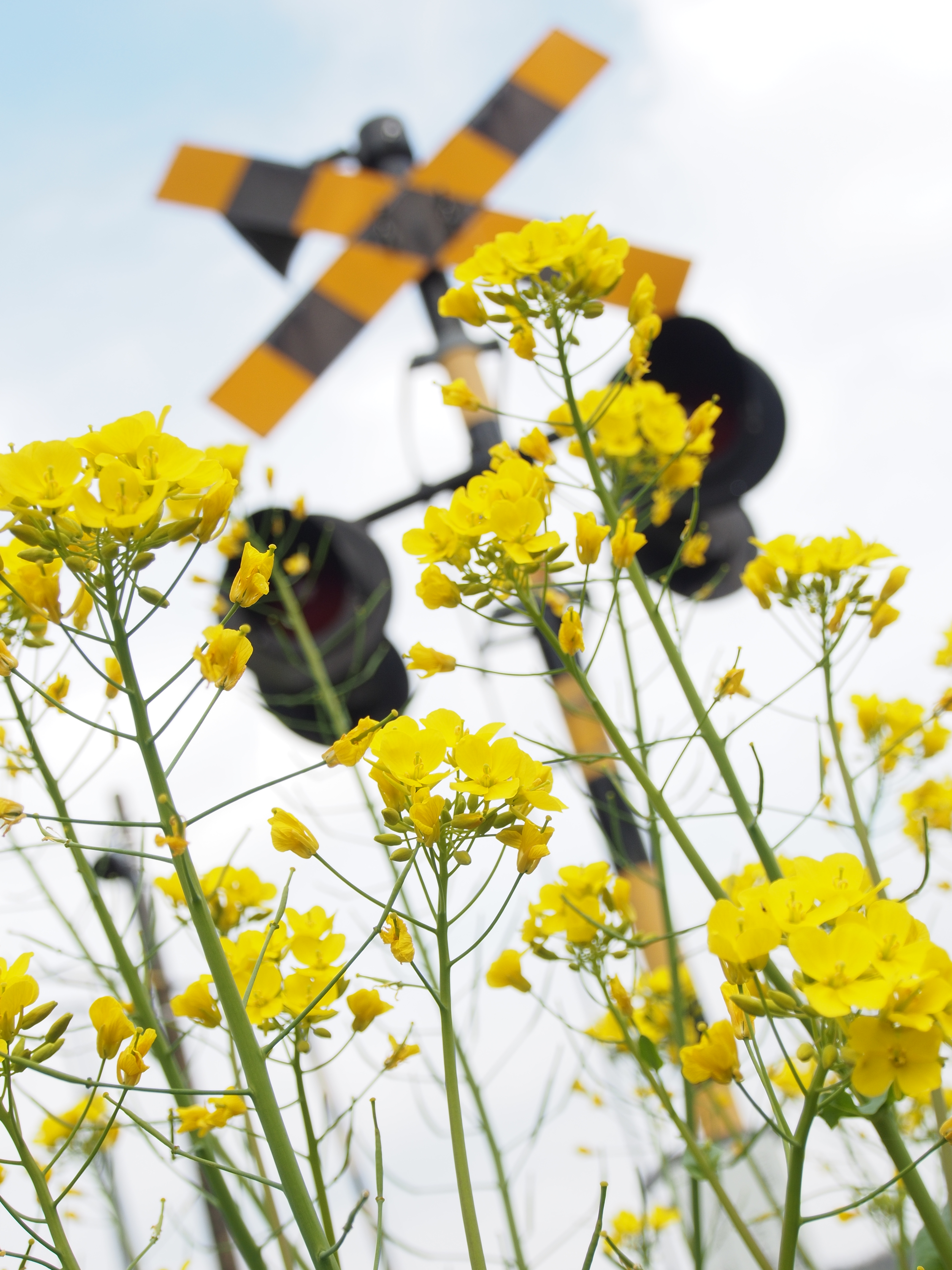 E-M5 / M.ZUIKO DIGITAL ED 12-50mm F3.5-6.3 EZ / 約6.7MB / 4,608×3,456 / 1/400秒 / F5.6 / +1.7EV / ISO200 / 25mm