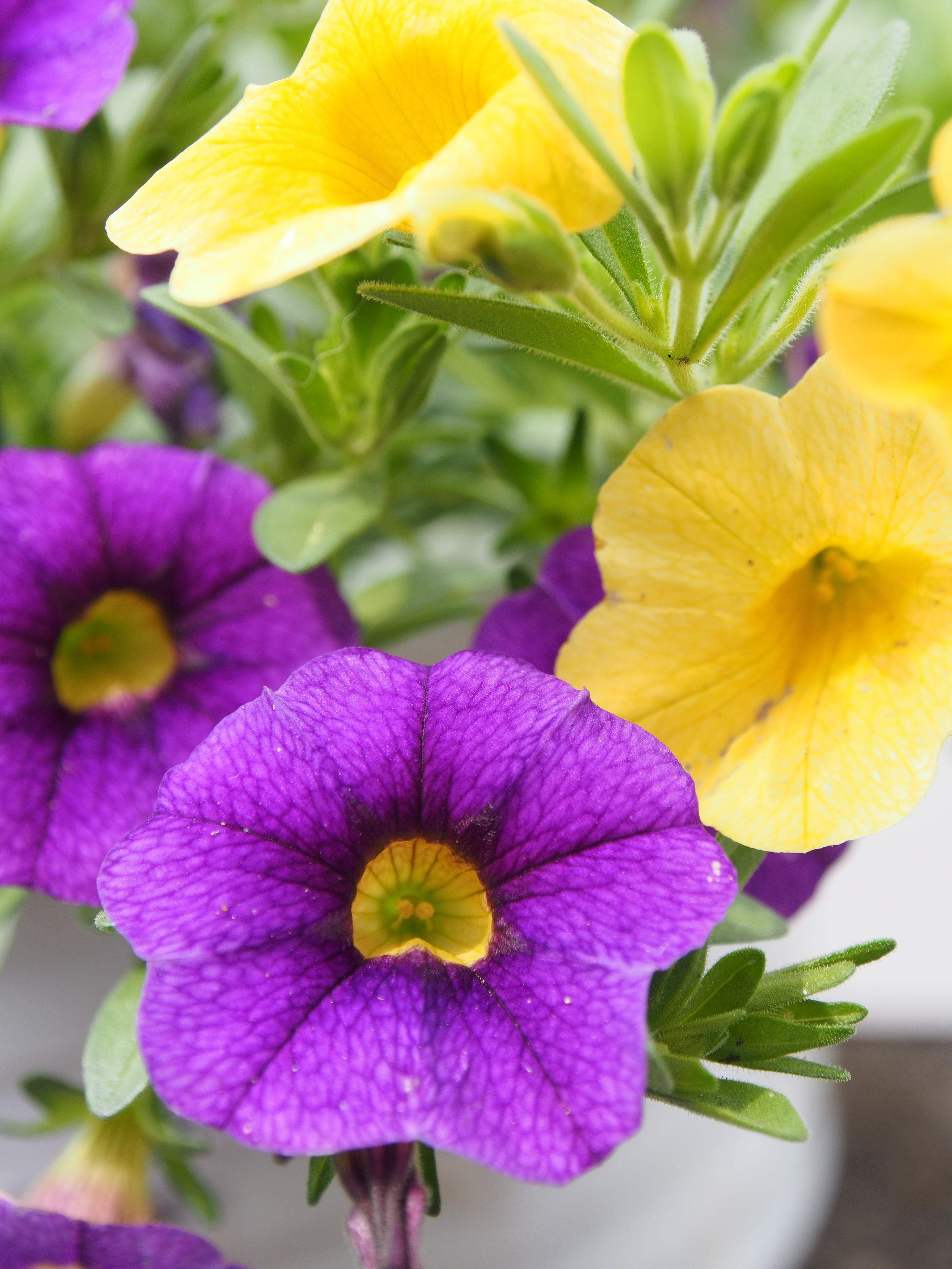 E-M5 / M.ZUIKO DIGITAL ED 12-50mm F3.5-6.3 EZ / 約9.7MB / 4,608×3,456 / 1/320秒 / F6 / +0.3EV / ISO400 / 43mm