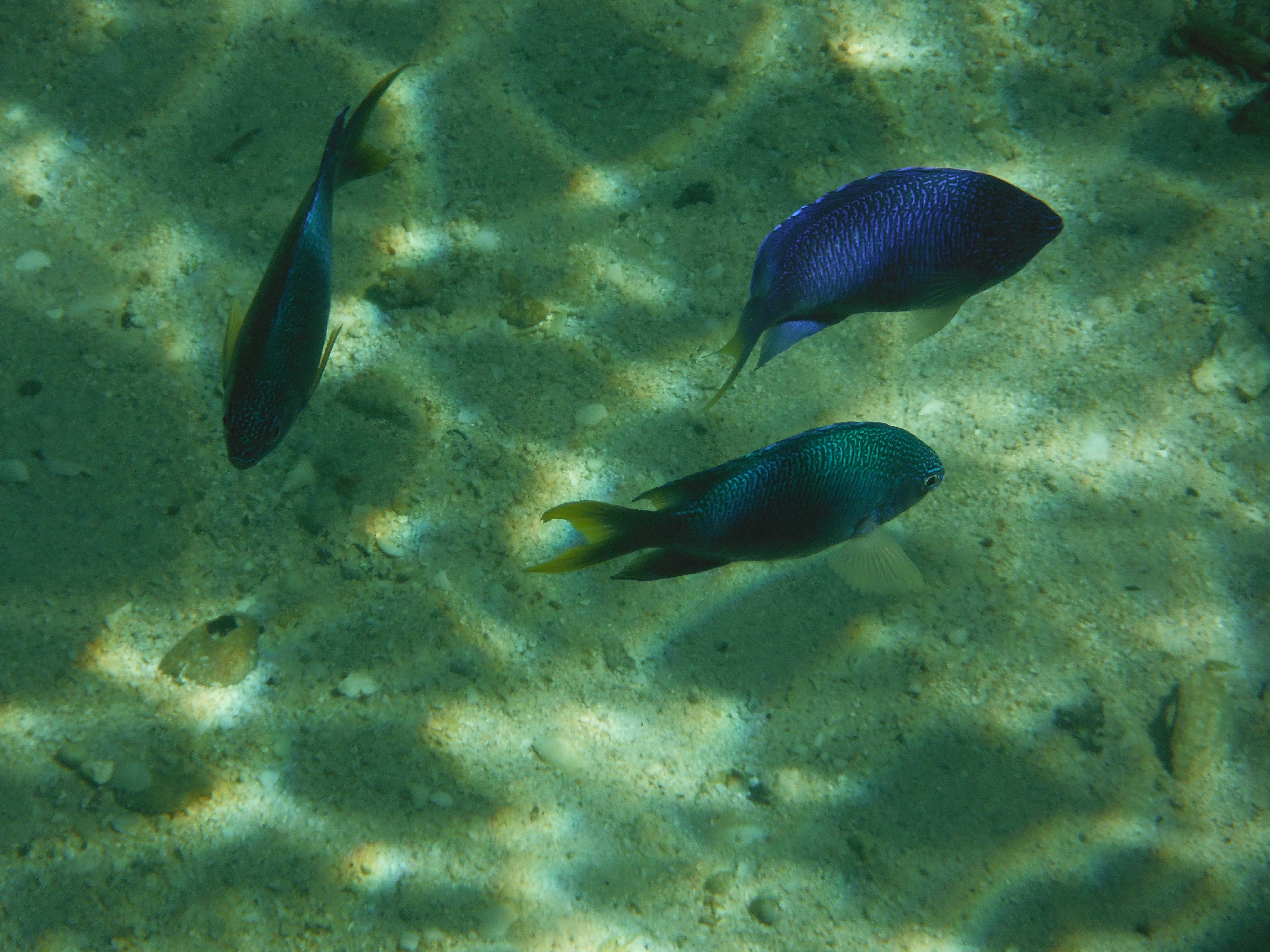 <b>FinePix XP150 / 5.8MB / 4,320×3,240 / 1/480秒 / F8 / 0.0EV / ISO100 / WB:オート / 18.1mm</b>