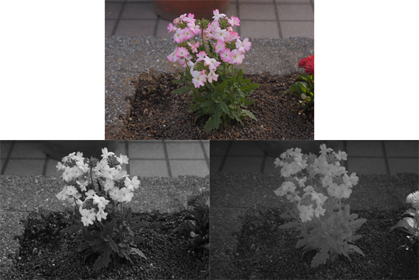 <b>撮影例。通常撮影（上）、モノクロ撮影（左下）、IRフィルター使用・モノクロ撮影（右下）</b>