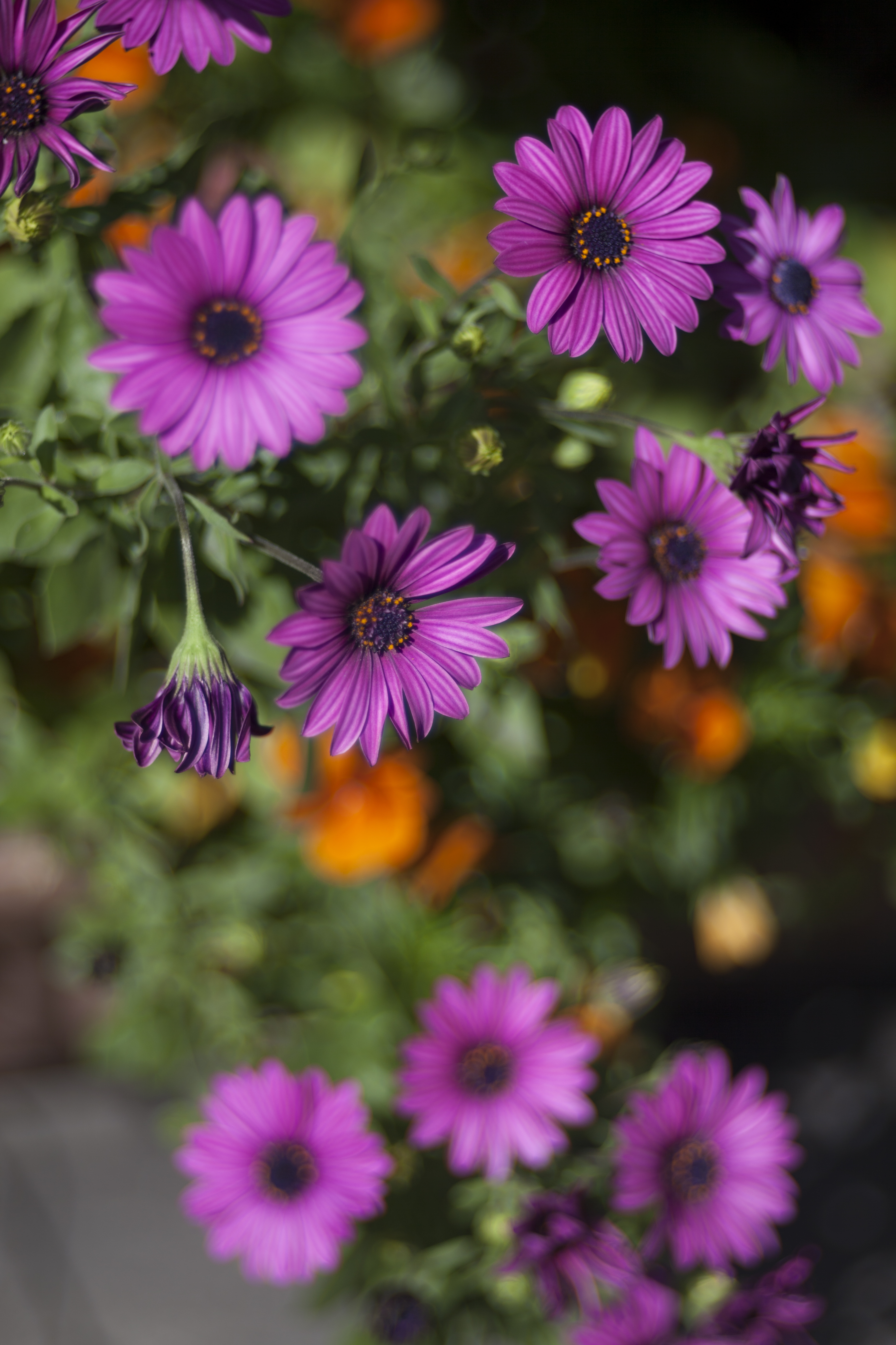 <b>EOS 5D Mark II / Hektor 125mm F2.5 / 5,616×3,744 / 1/2,500秒 / F2.5 / 0EV / ISO100 / WB:オート / 125mm</b>