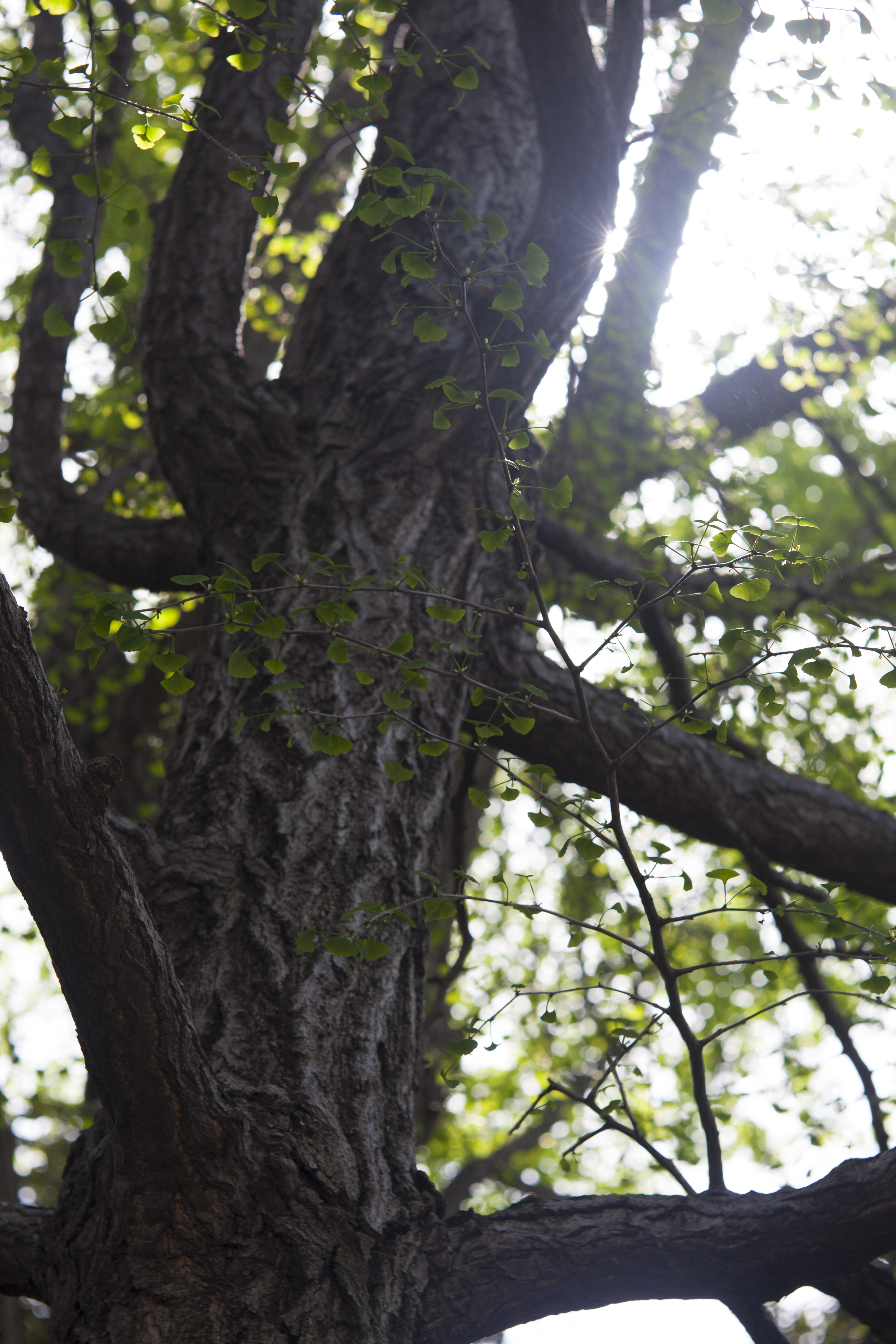 <b>EOS 5D Mark II / Hektor 125mm F2.5 / 5,616×3,744 / 1/125秒 / F5.6 / 0EV / ISO100 / WB:オート / 125mm</b>