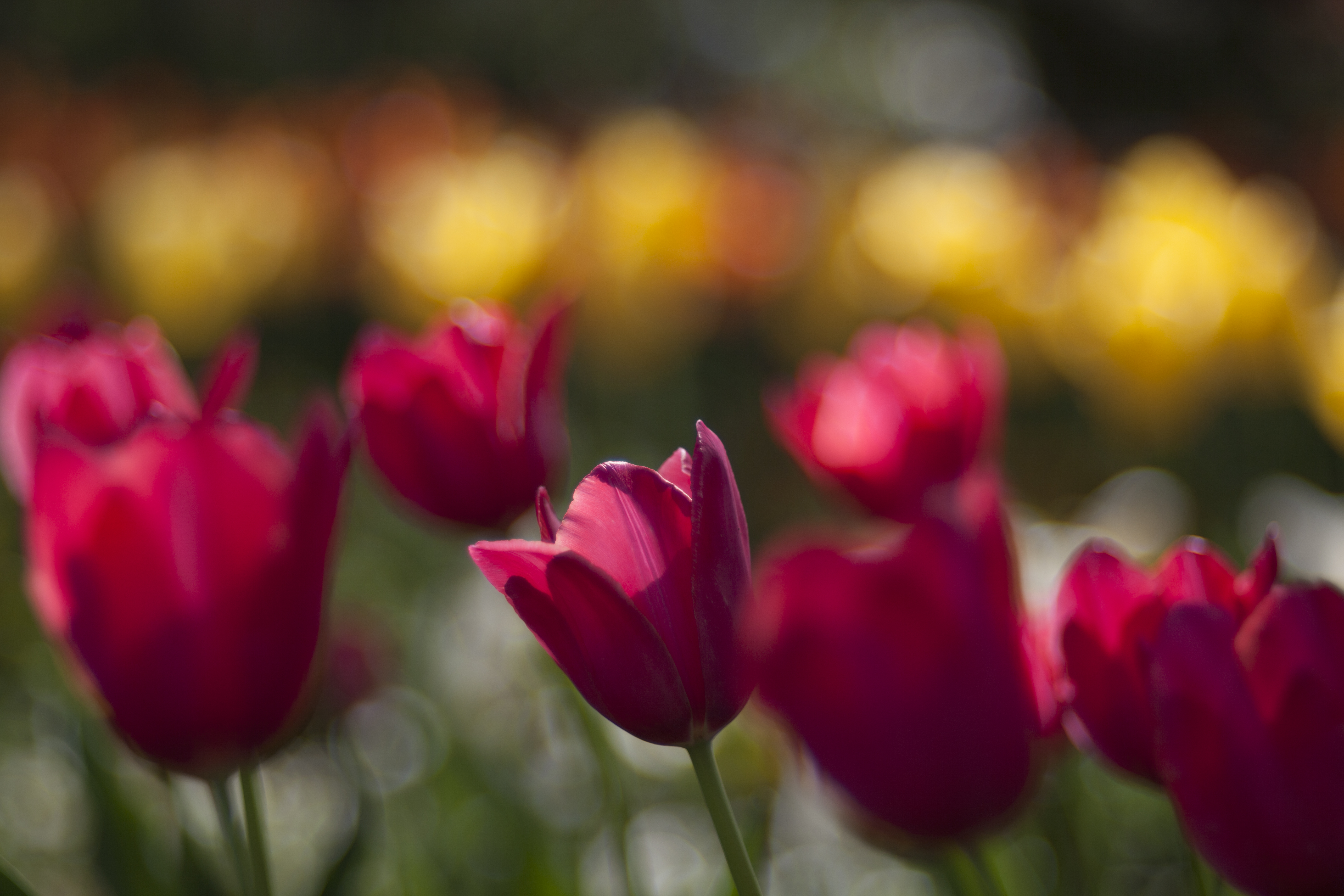 <b>EOS 5D Mark II / Hektor 125mm F2.5 / 5,616×3,744 / 1/1250秒 / F2.5 / 0EV / ISO100 / WB:オート / 125mm</b>