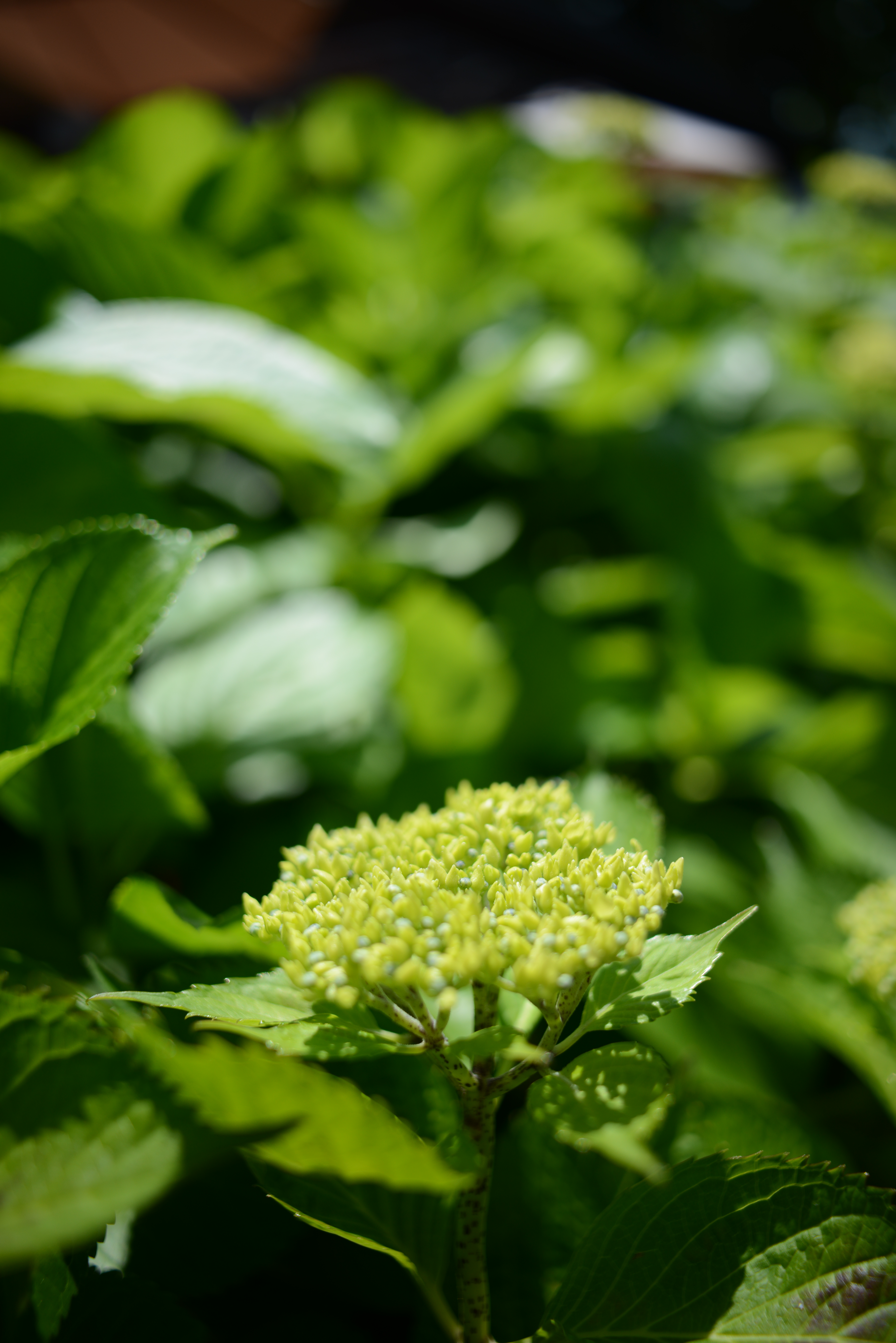 <b>D800 / COLOR-SKOPAR 28mm F2.8 SL II N / 約10.8MB / 4,912×7,360 / 1/1,250秒 / F2.8 / 0EV / ISO100 / 28mm</b>