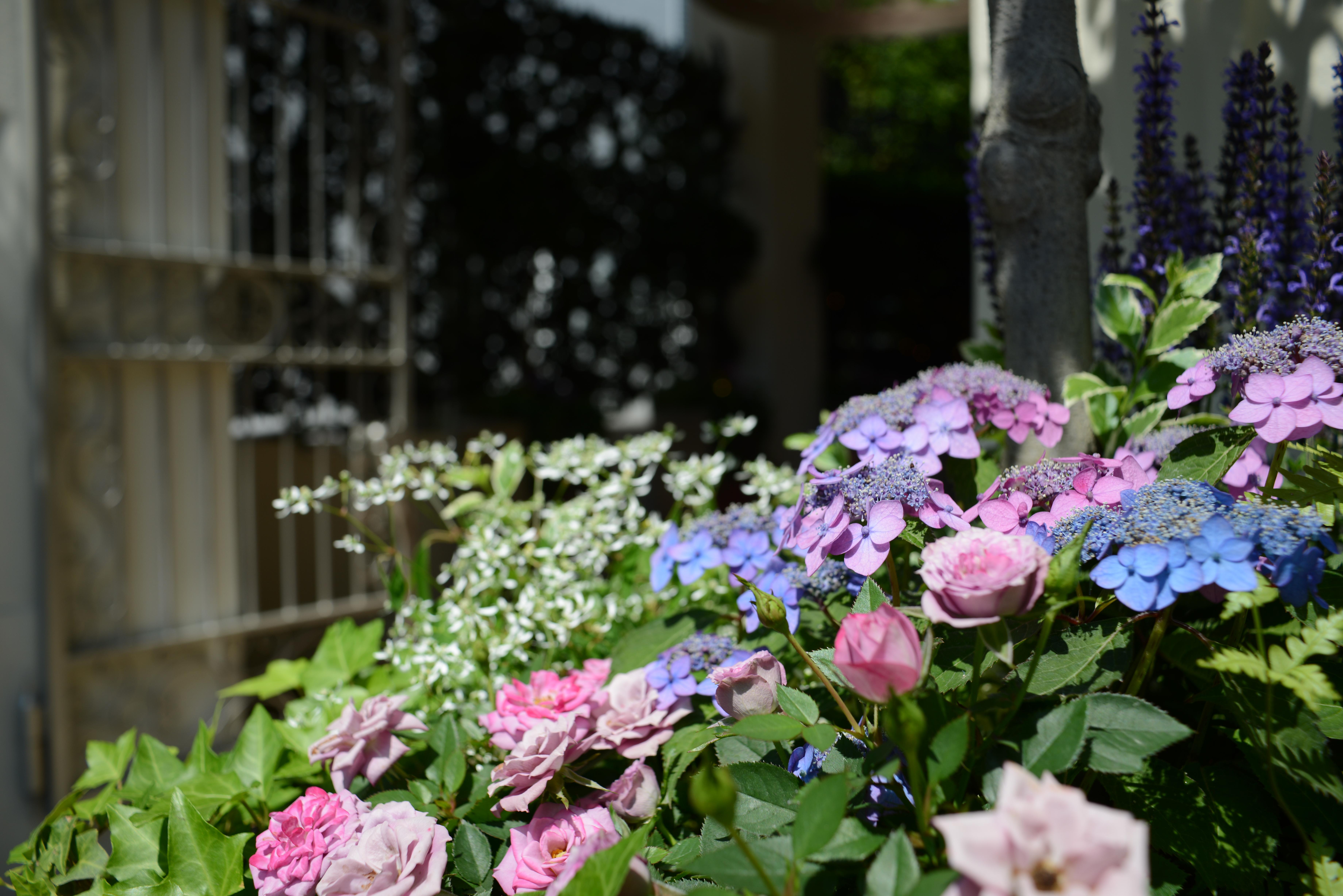<b>D800 / COLOR-SKOPAR 28mm F2.8 SL II N / 約12.3MB / 7,360×4,912 / 1/500秒 / F5.6 / -0.3EV / ISO100 / 28mm</b>