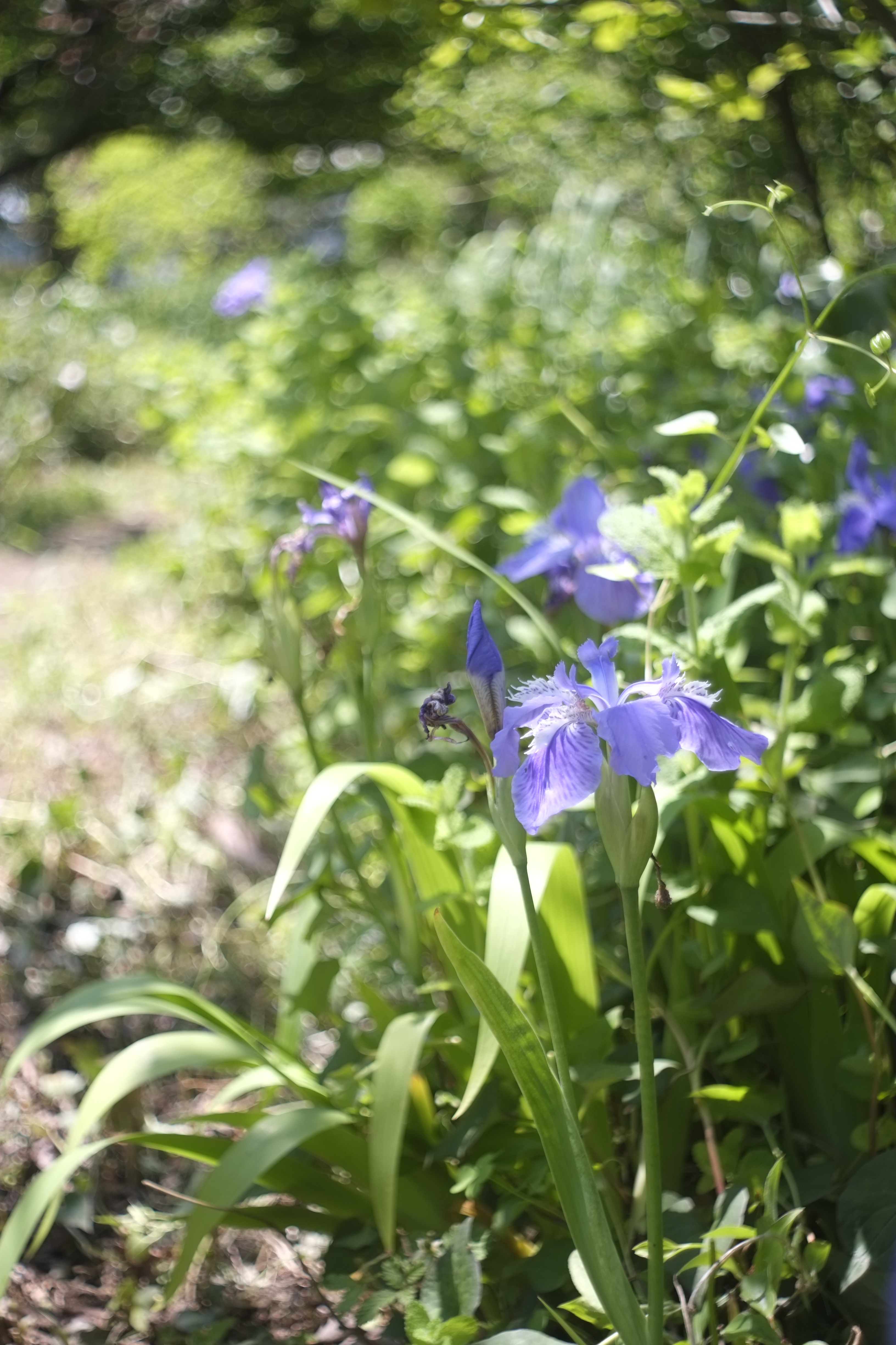 <b>X-Pro1 / MIR-1 37mm F2.8 / 4,896×3,264 / 1/500秒 / F2.8 / 0EV / ISO200 / WB:オート / 37mm</b>