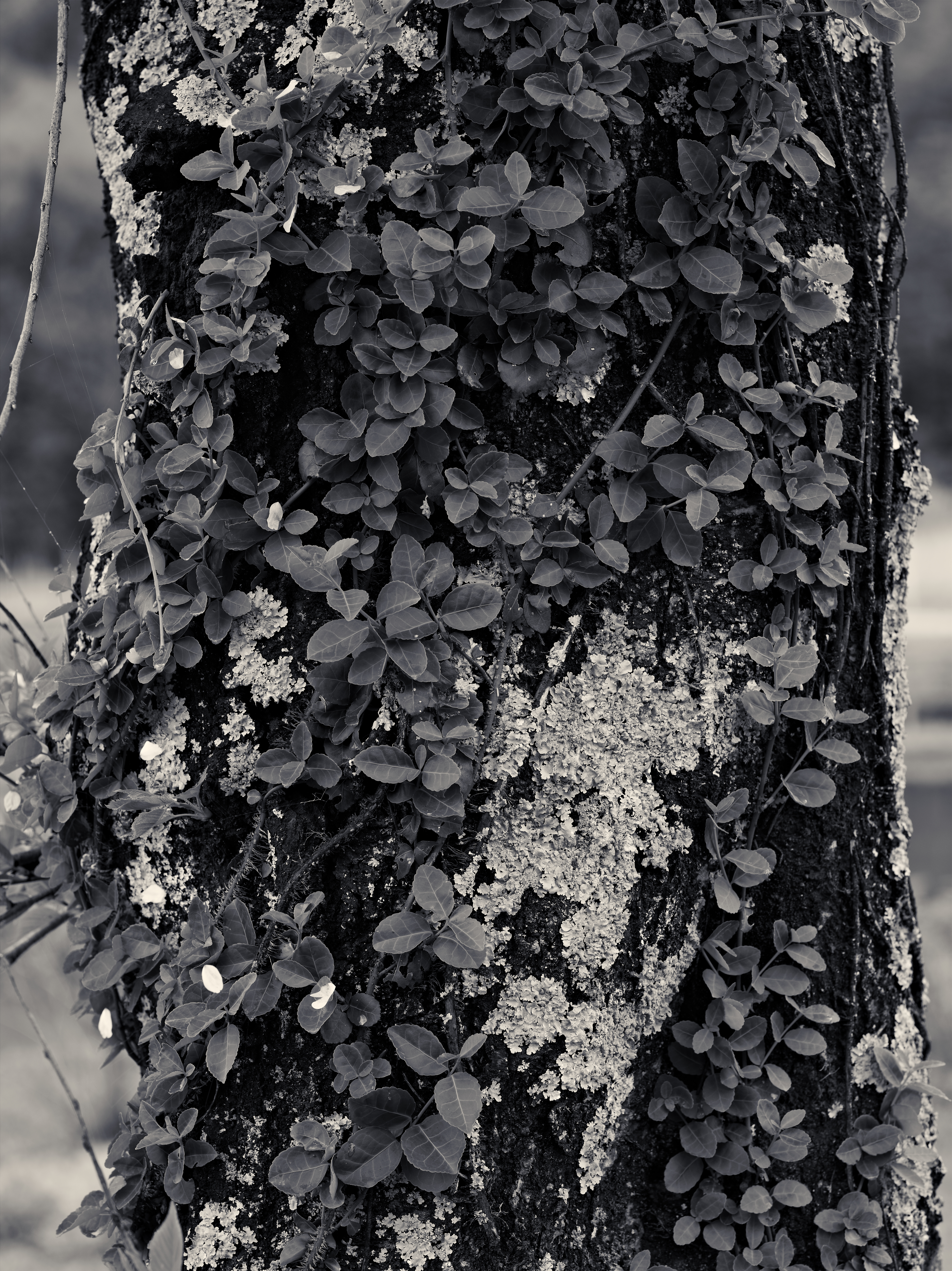 <b>IQ140 / 110 mm LS F2.8 / 約23.3MB / 5,484×7,320 / 1/40秒 / F7.1 / ISO50</b>