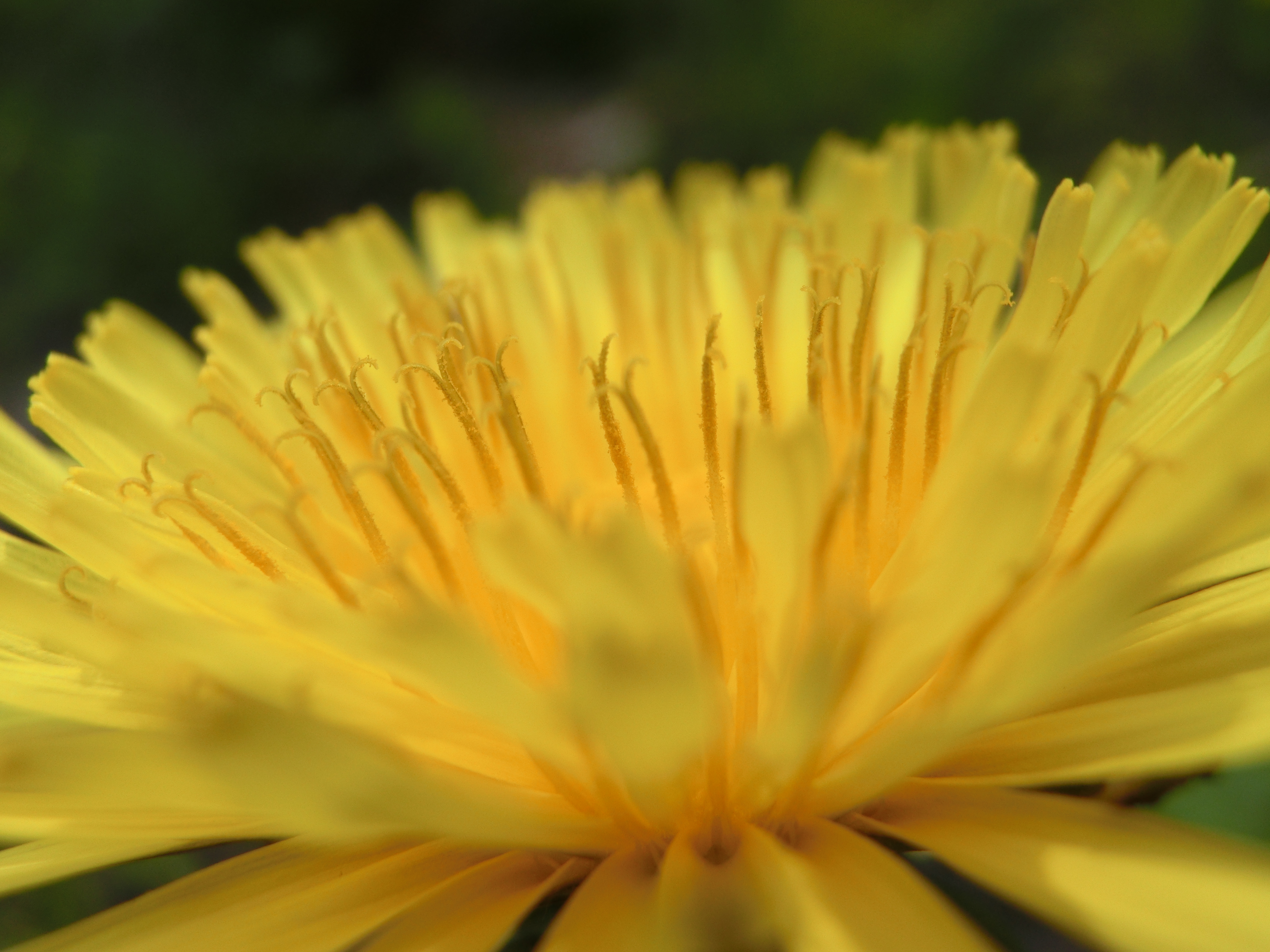 <b>スーパーマクロモードでの撮影。レンズ前1cmまで寄れる。これくらいのアップが狙えると結構楽しい。EX-ZR300 / 4,608×3,456 / F3.9 / 1/500秒 / 0.3EV / ISO80 / WB:オート / 6.67mm（38mm相当）</b>