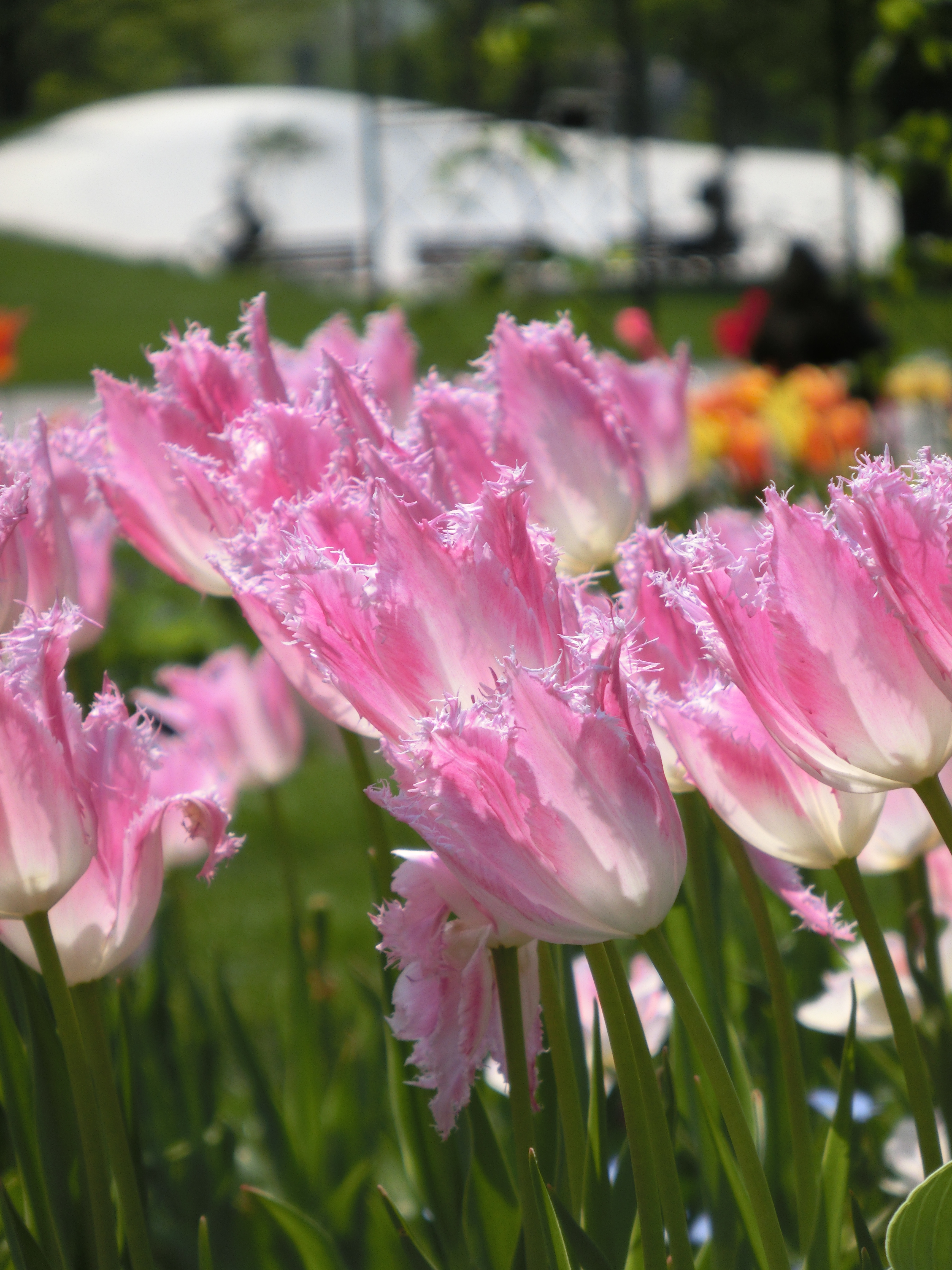 <b>液晶モニターは明るさは十分なのだが、表面の反射がきついので、天気のいい野外だと見づらくなりがち。この点には要注意だ。EX-ZR300 / 4,608×3,456 / F5.9 / 1/500秒 / 0.3EV / ISO80 / WB:オート / 53mm（300mm相当）</b>