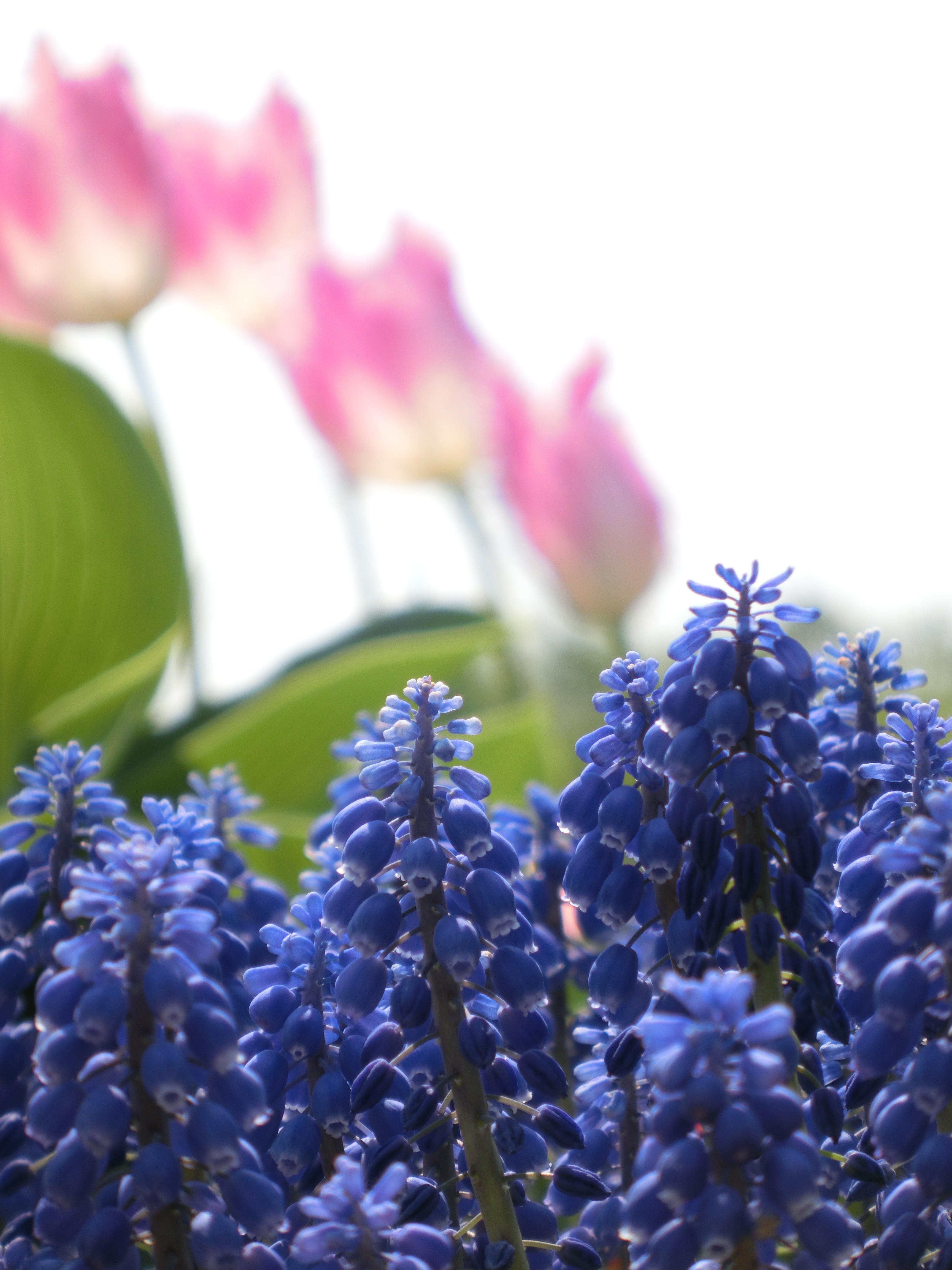 <b>地面に座り込んでのローアングル撮影。液晶画面がほとんど見えない状態なので、勘でフレーミングして何枚も撮ったうちの1枚。EX-ZR300 / 4,608×3,456 / F5.9 / 1/320秒 / -0.3EV / ISO80 / WB:オート / 53mm（300mm相当）</b>