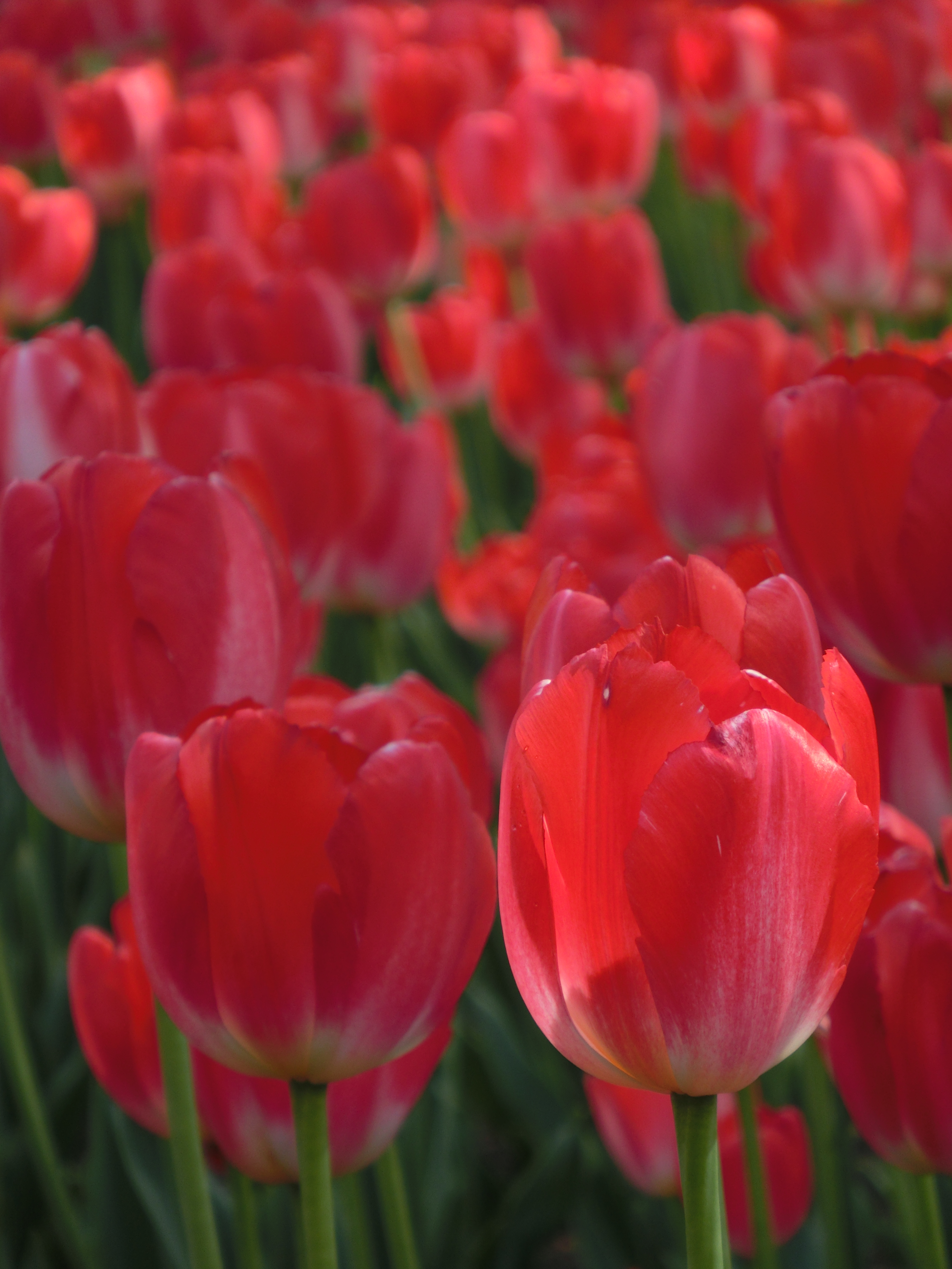 <b>大通公園にはたくさんの花壇が設置されていて、いろんな花が楽しめる。EX-ZR300 / 4,608×3,456 / F5.9 / 1/160秒 / 0EV / ISO80 / WB:オート / 53mm（300mm相当）</b>