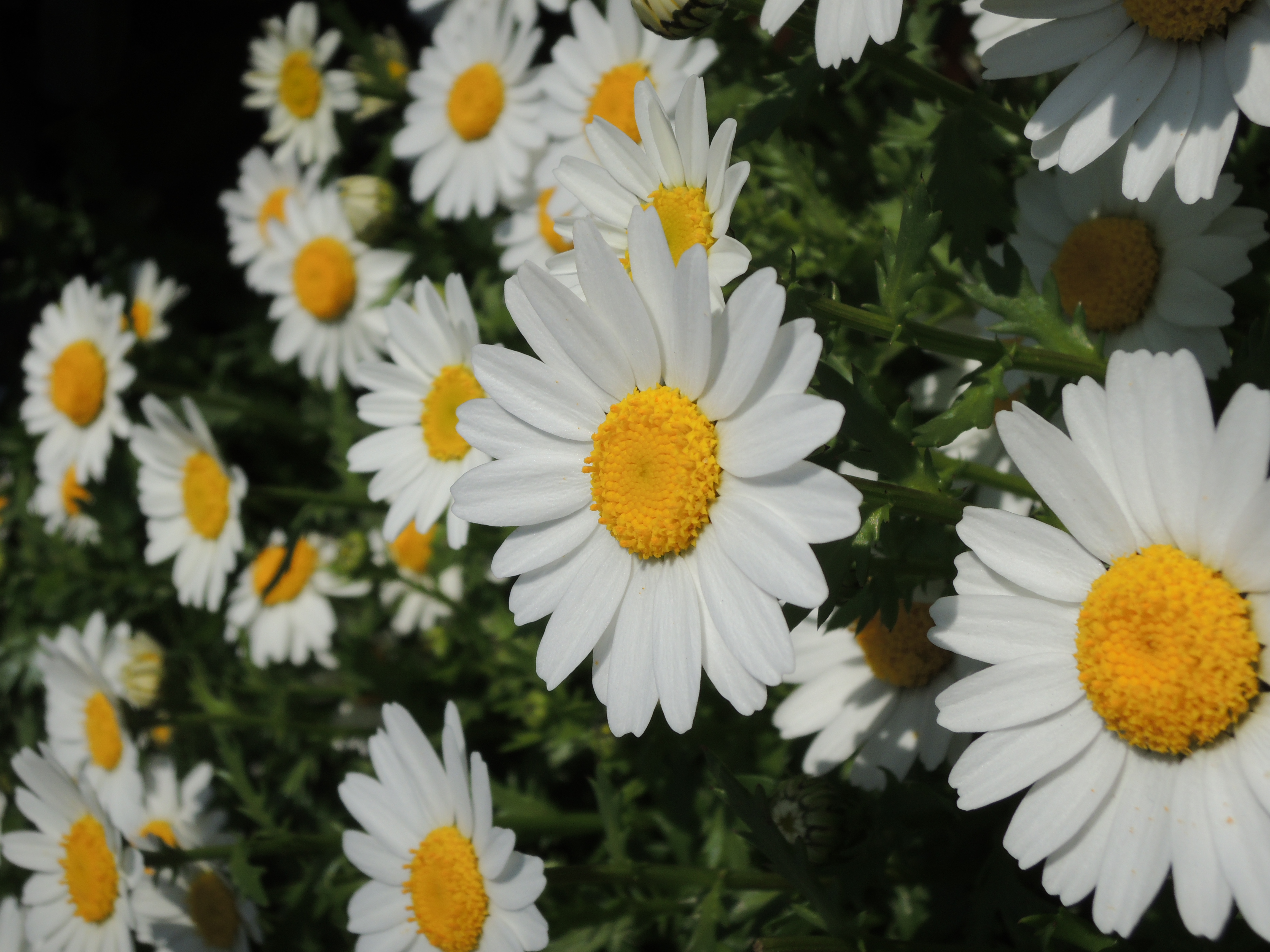 <b>COOLPIX P310 / 約4.8MB / 3,456×4,608 / 1/1,600秒 / F5.6 / 0.0EV / ISO100 / WB:オート1 / 8.1mm</b>