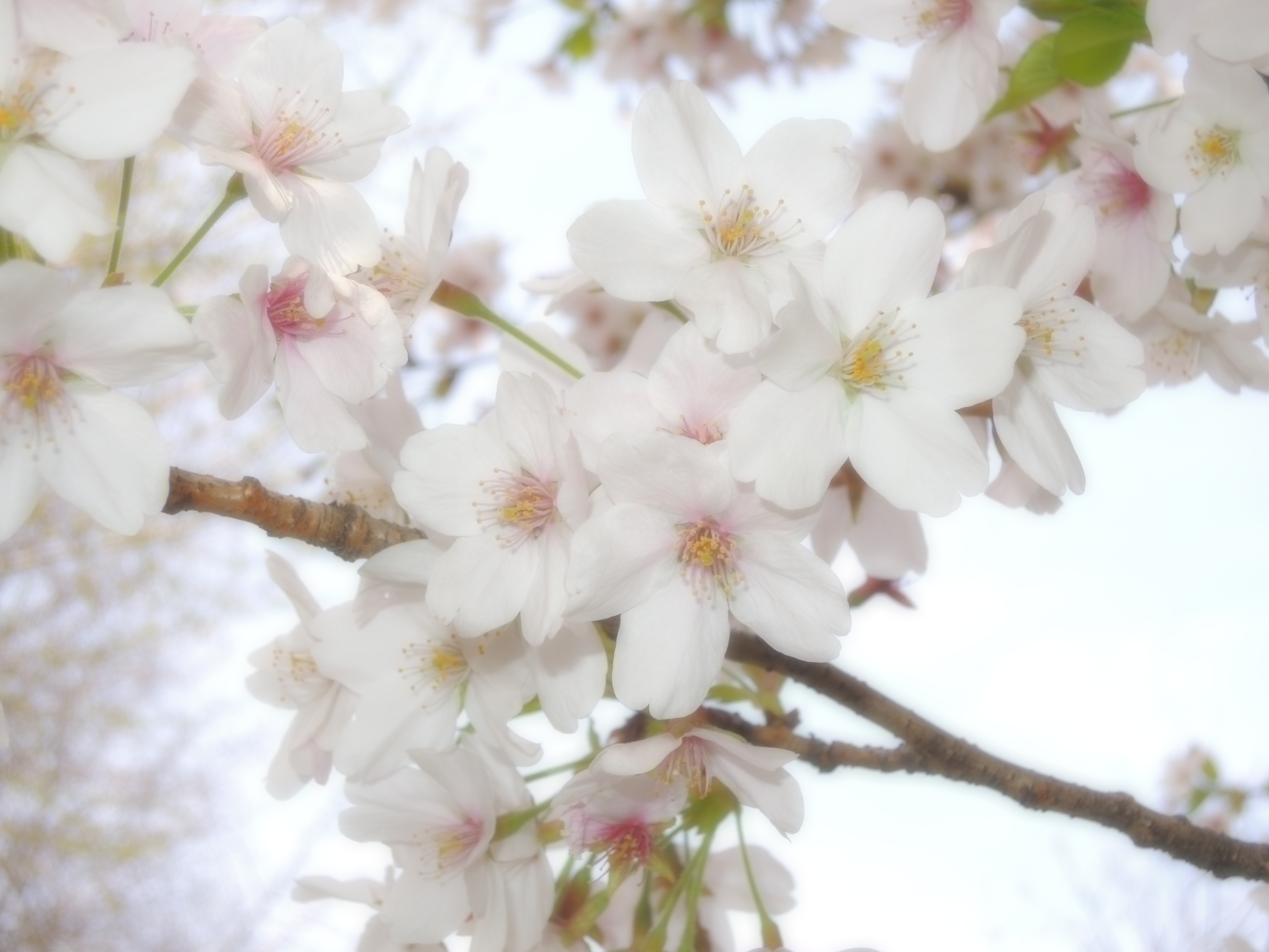 <b>ソフト / COOLPIX P310 / 約4.3MB / 4,608×3,456 / 1/250秒 / F4 / +1.0EV / ISO100 / WB:オート1 / 9.9mm</b>