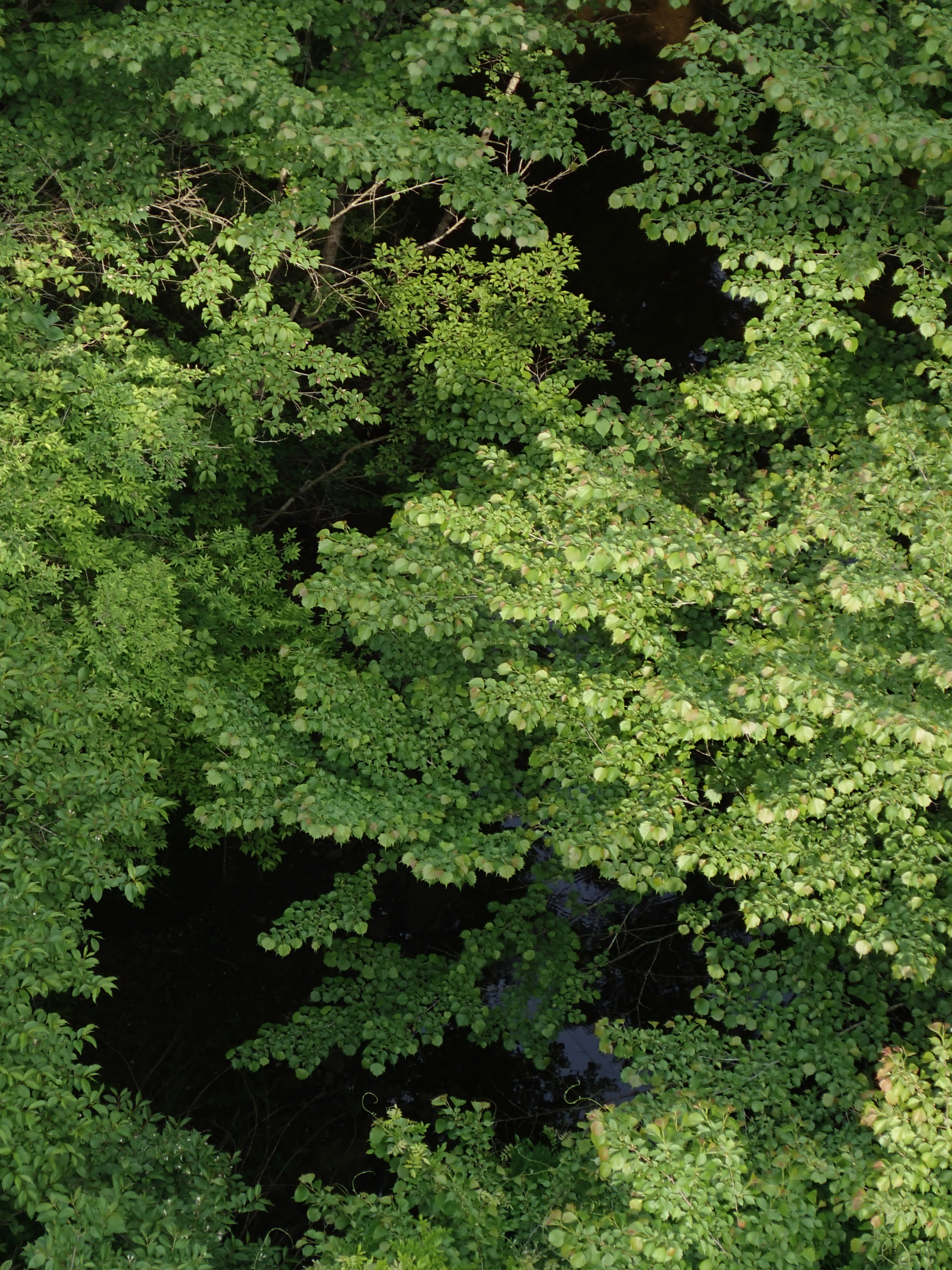 <b>TG-1 / Pモード / F4.9 / 1/100秒 / +0.7EV / ISO100 / WB:オート / 18mm（100mm相当）</b>