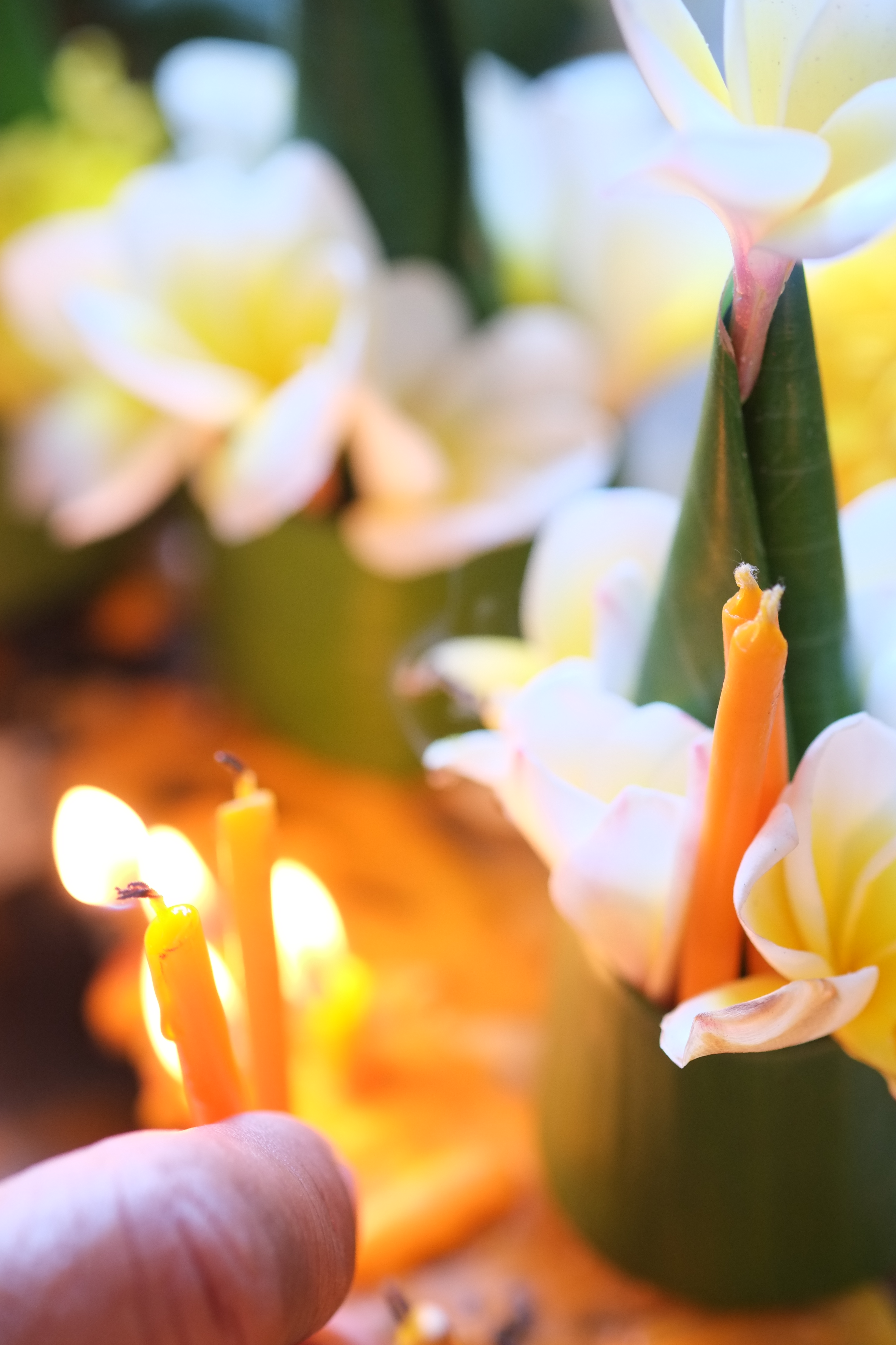 <b>FUJIFILM X-Pro1 / XF 60mm F2.4 R Macro / 約3.2MB / 3,264×4,896 / 1/170秒 / F2.8 / +1.3EV / ISO1600 / WB:オート / 60mm</b>