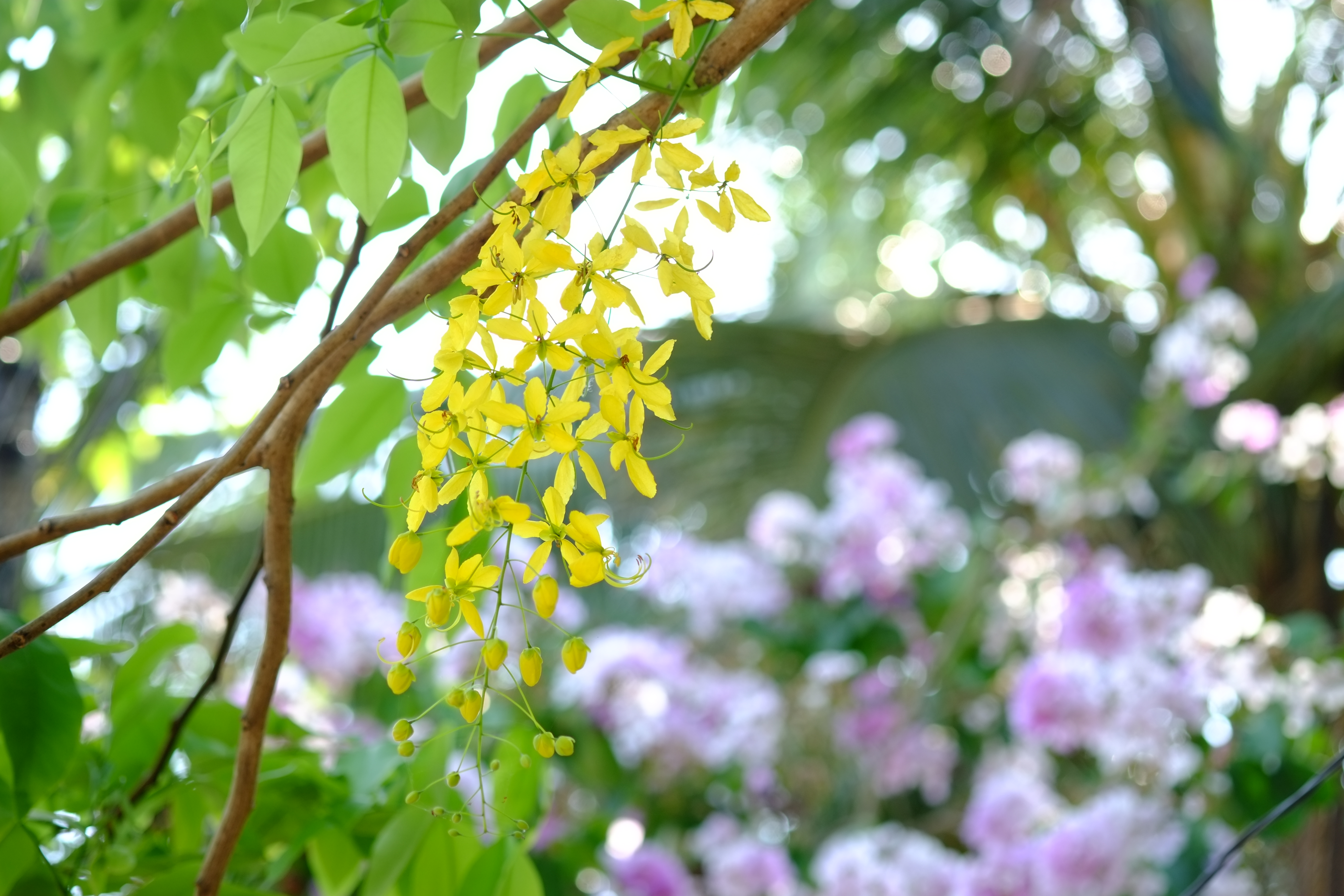<b>FUJIFILM X-Pro1 / XF 60mm F2.4 R Macro / 約3.7MB / 4,896×3,264 / 1/320秒 / F2.8 / +0.7EV / ISO200 / WB:オート / 60mm</b>