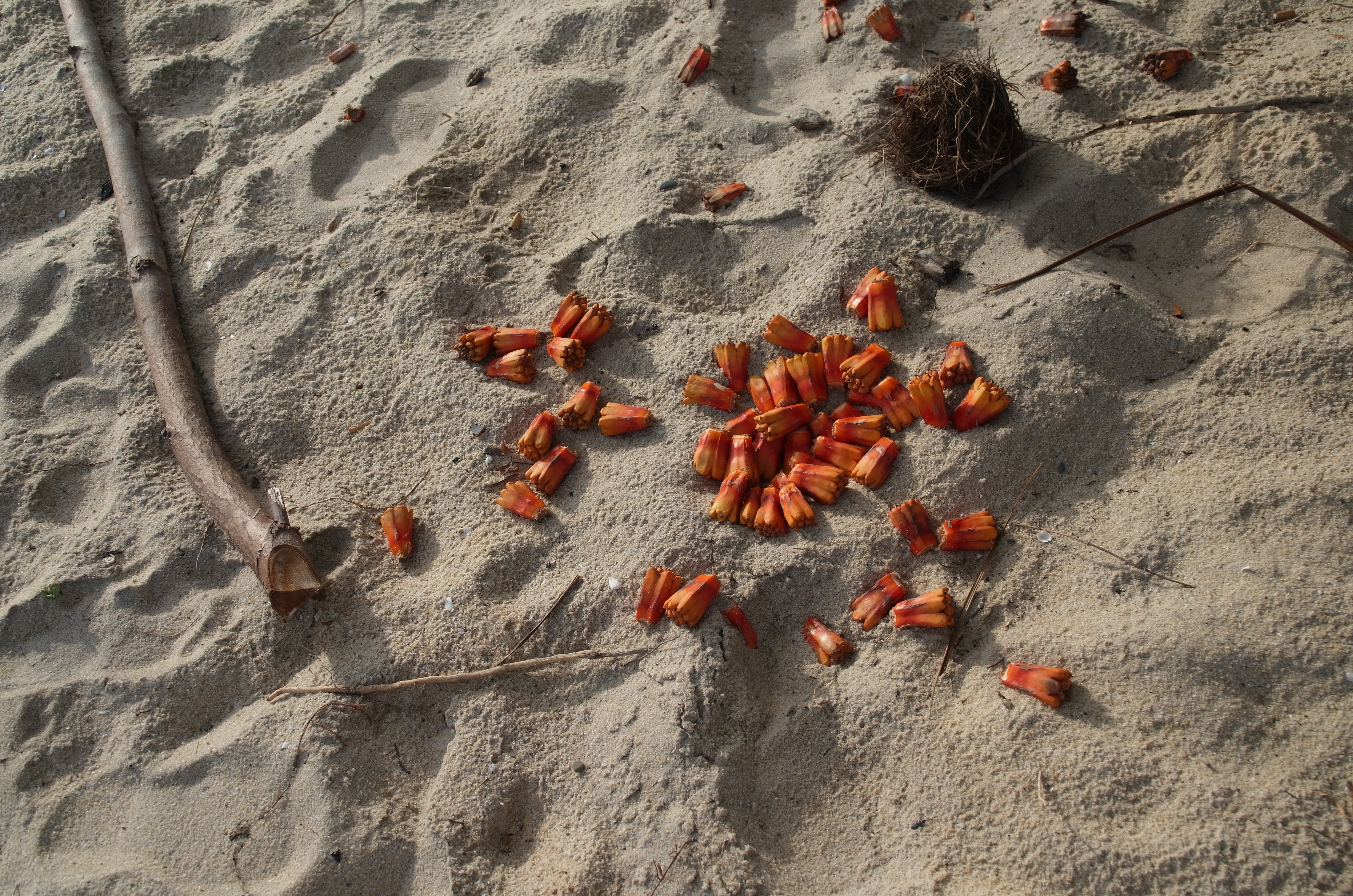 <b>RICOH LENS A16 24-85mm F3.5-5.5 / 約5.8MB / 4,928×3,264 / 1/1070秒 / F5.3 / 0EV / ISO200 / WB:マルチパターンAUTO / 23.5mm</b>