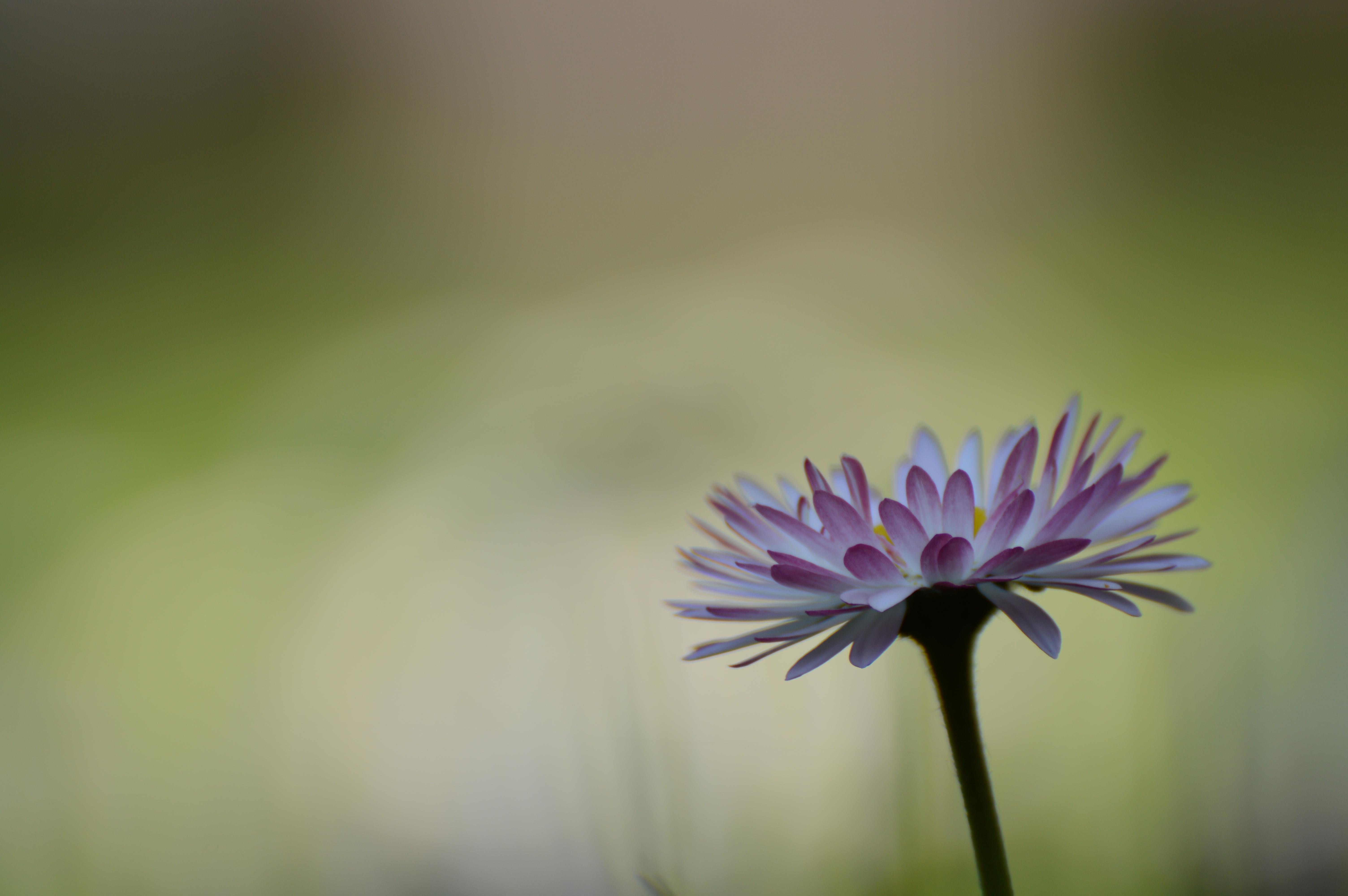 <b>花の高さのローアングルで撮ったカット。ライブビューだとブレそうだったので、地面にヒジをついてのファインダー撮影。D3200 / AF-S VR Zoom Nikkor ED 70-300mm F4.5-5.6 G（IF） / 約6.4MB / 6,016×4,000 / 1/160秒 / F5.6 / +1.0EV / ISO100 / WB:オート / 300mm</b>