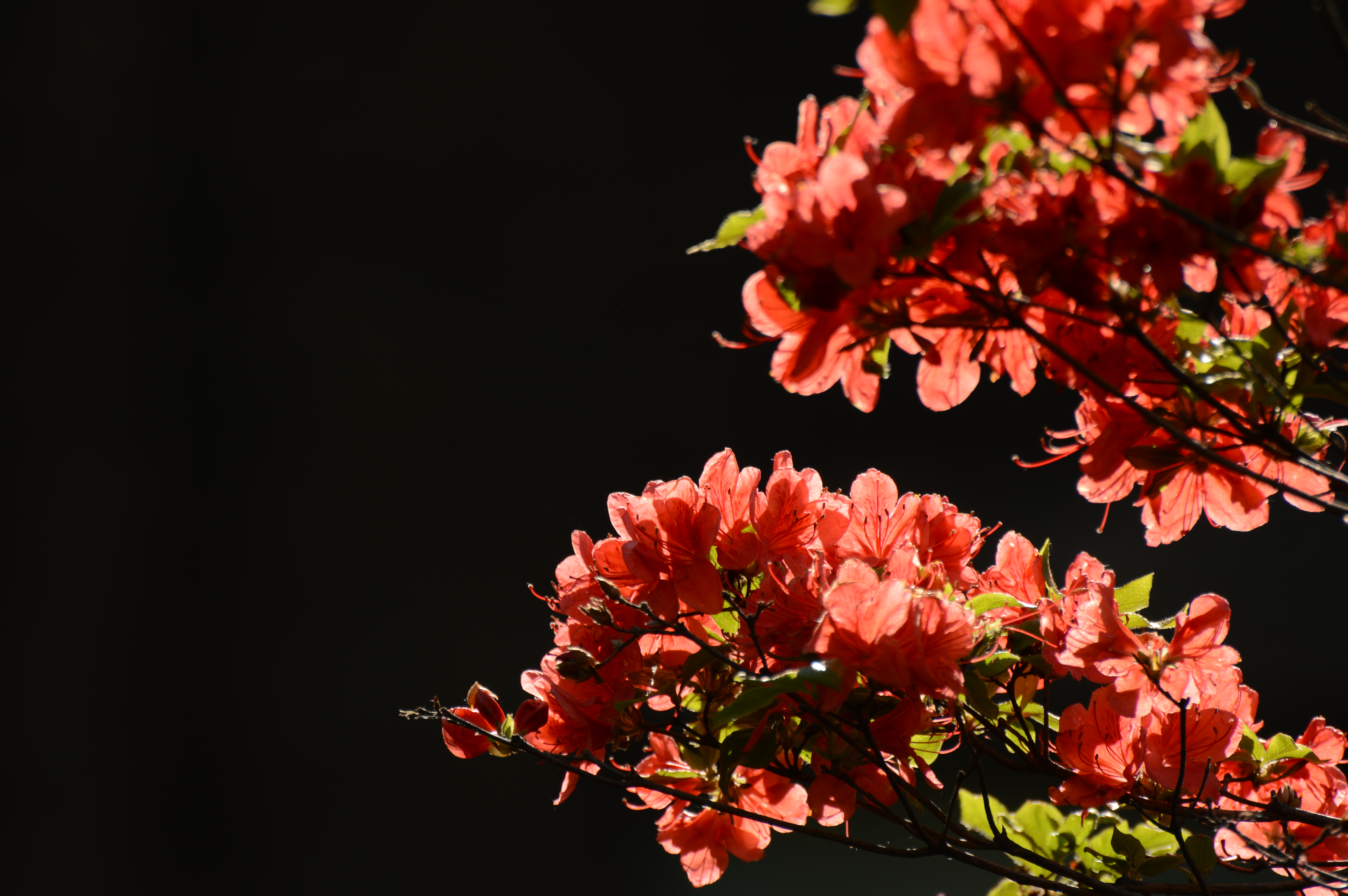 <b>AEで露出補正して撮っていて、マニュアル露出に切り替えると、露出補正値は残ったまま。こういう撮影データになるのはニコンだけ。D3200 / AF-S VR Zoom Nikkor ED 70-300mm F4.5-5.6 G（IF） / 約7.5MB / 6,016×4,000 / 1/250秒 / F5.6 / -2.0EV / ISO100 / WB:晴天 / 300mm</b>