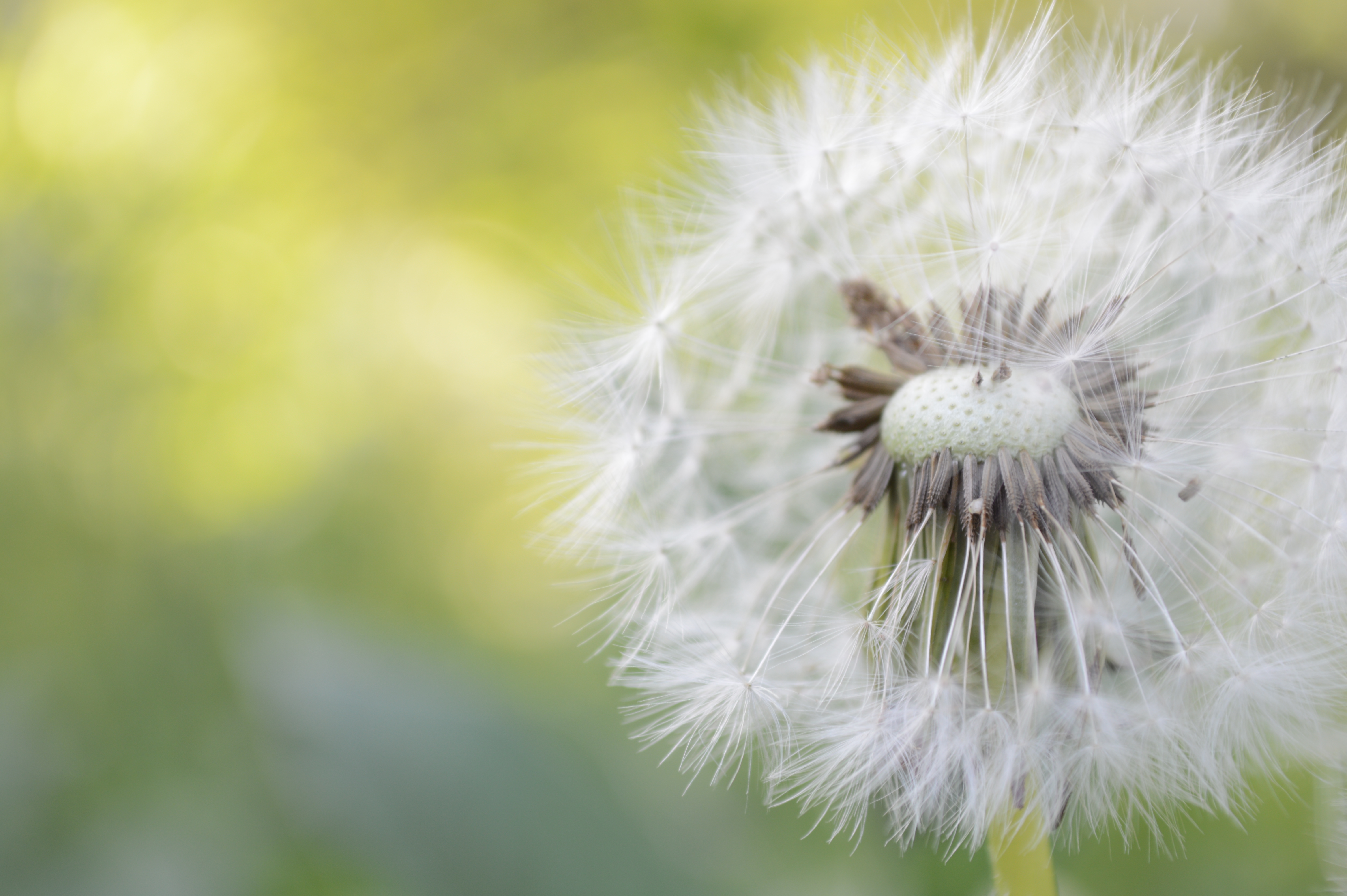 <b>キットレンズのAF-S DX 18-55mmは、そんなに高性能なレンズではないが、小型軽量だしけっこう寄れるので使っていて楽しい。D3200 / AF-S DX NIKKOR 18-55mm F3.5-5.6 G VR / 約6.4MB / 6,016×4,000 / 1/25秒 / F5.6 / +1.7EV / ISO100 / WB:オート / 55mm</b>