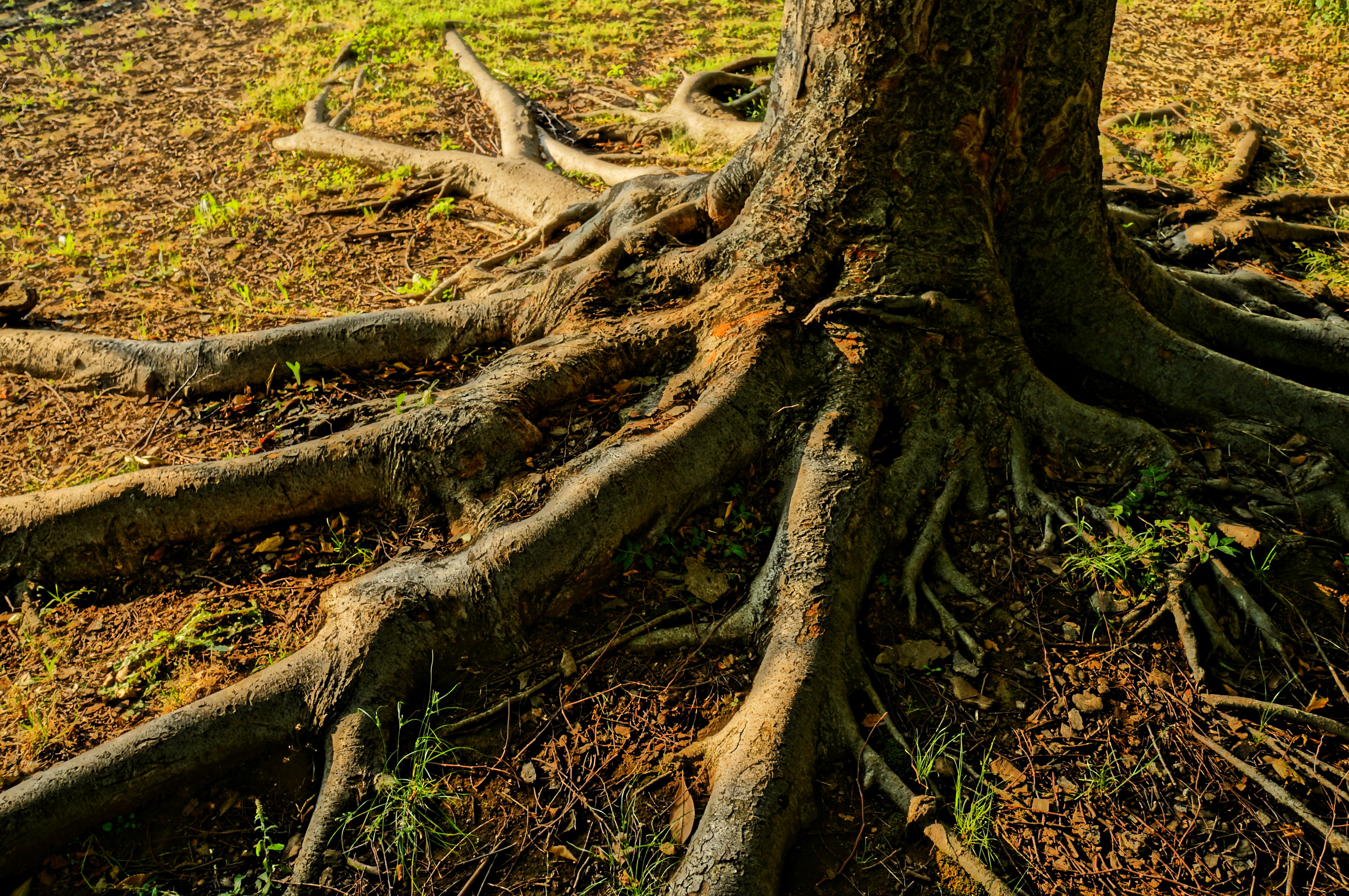 <b>絵画調HDR / NEX-F3 / E 18-55mm F3.5-5.6 OSS / 約6.9MB / 4,912×3,264 / 1/125秒 / F5.6 / -1EV / ISO200 / WB：太陽光 / 18mm</b>