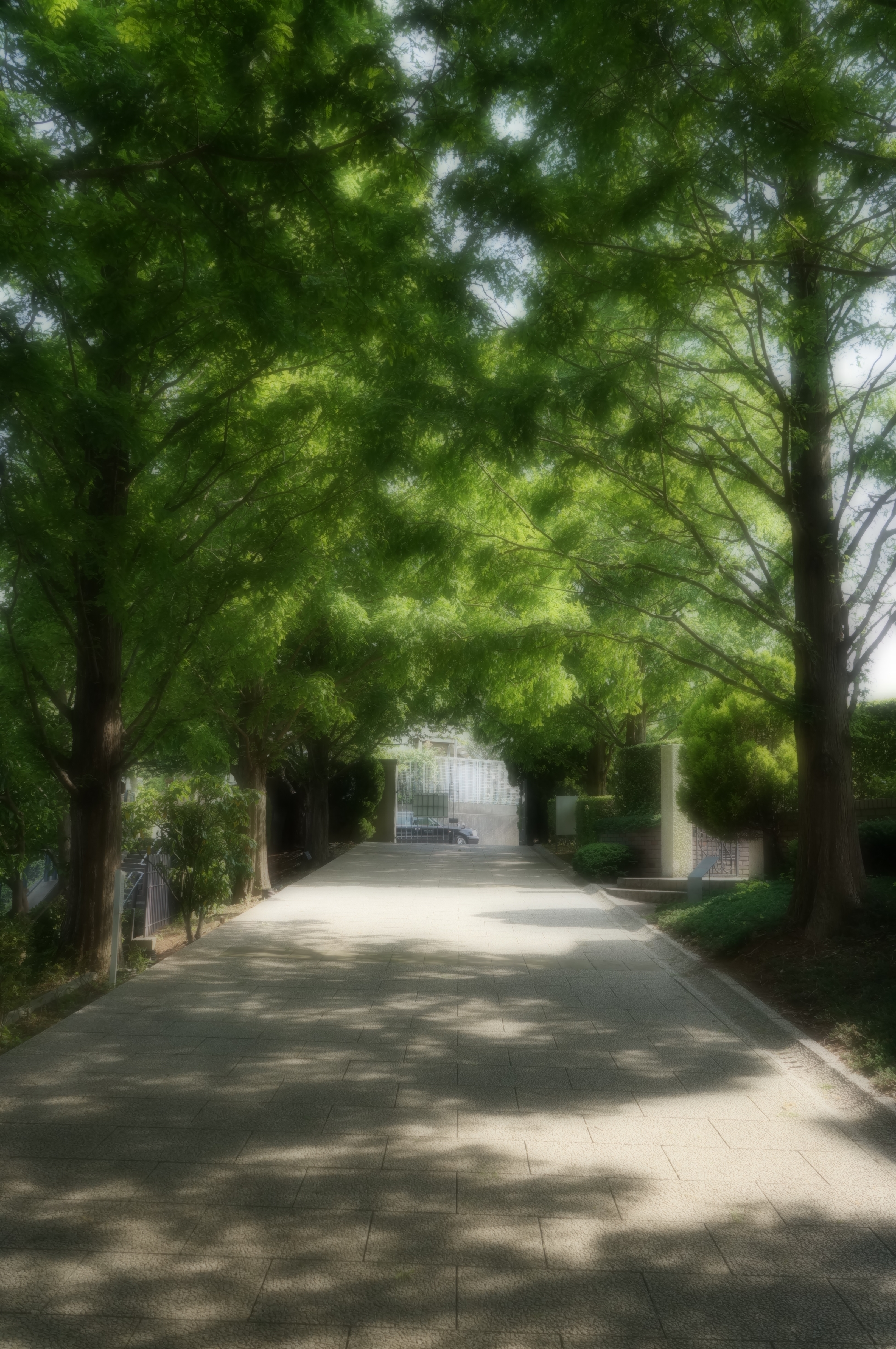 <b>ソフトフォーカス / NEX-F3 / E 18-55mm F3.5-5.6 OSS / 約5MB / 3,264×4,912 / 1/200秒 / F6.3 / 0EV / ISO400 / WB：太陽光 / 20mm</b>