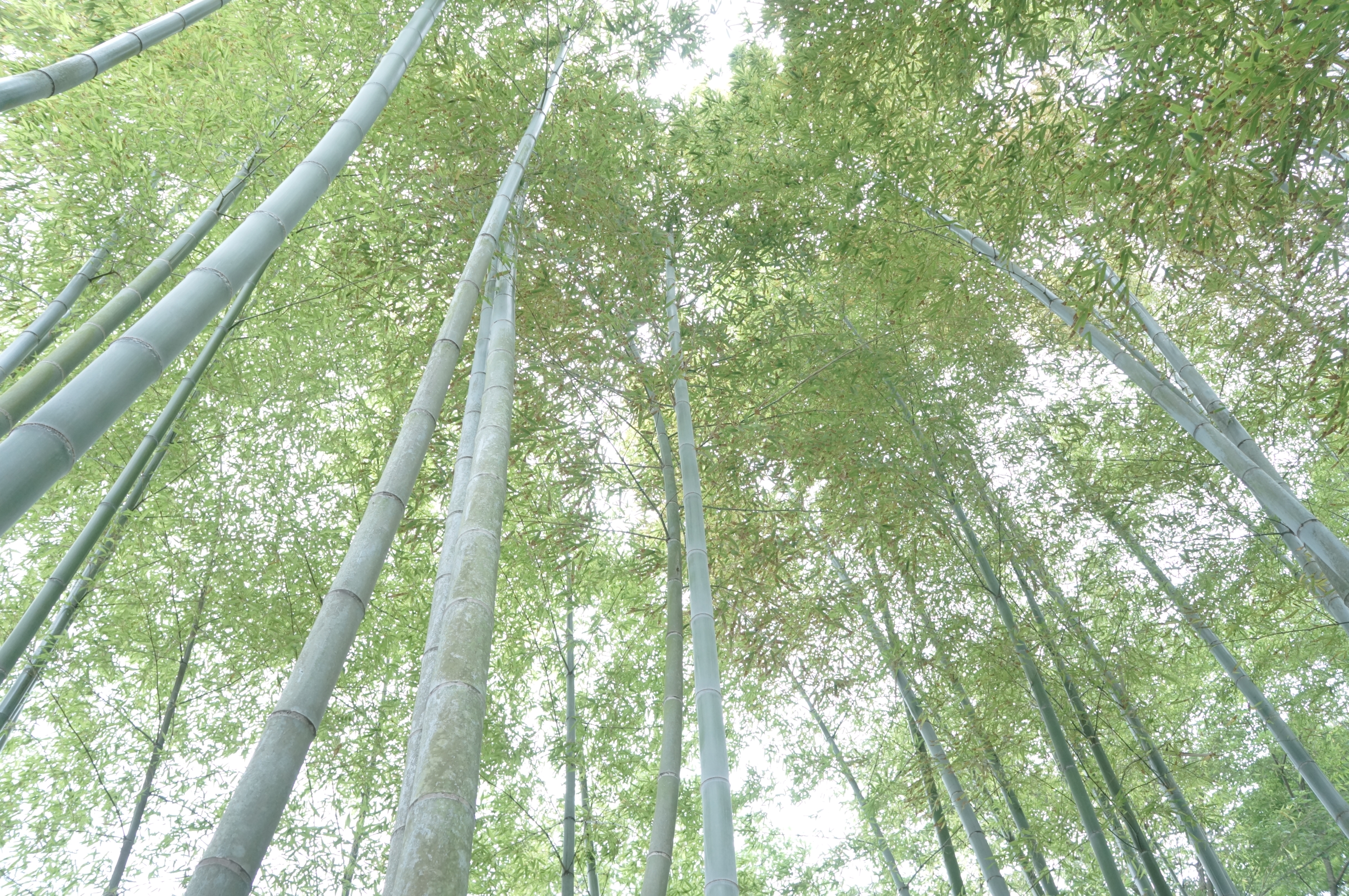 <b>ソフトハイキー / NEX-F3 / E 18-55mm F3.5-5.6 OSS / 約7.6MB / 4,912×3,264 / 1/60秒 / F5.6 / 0EV / ISO2000 / WB：曇天 / 18mm</b>