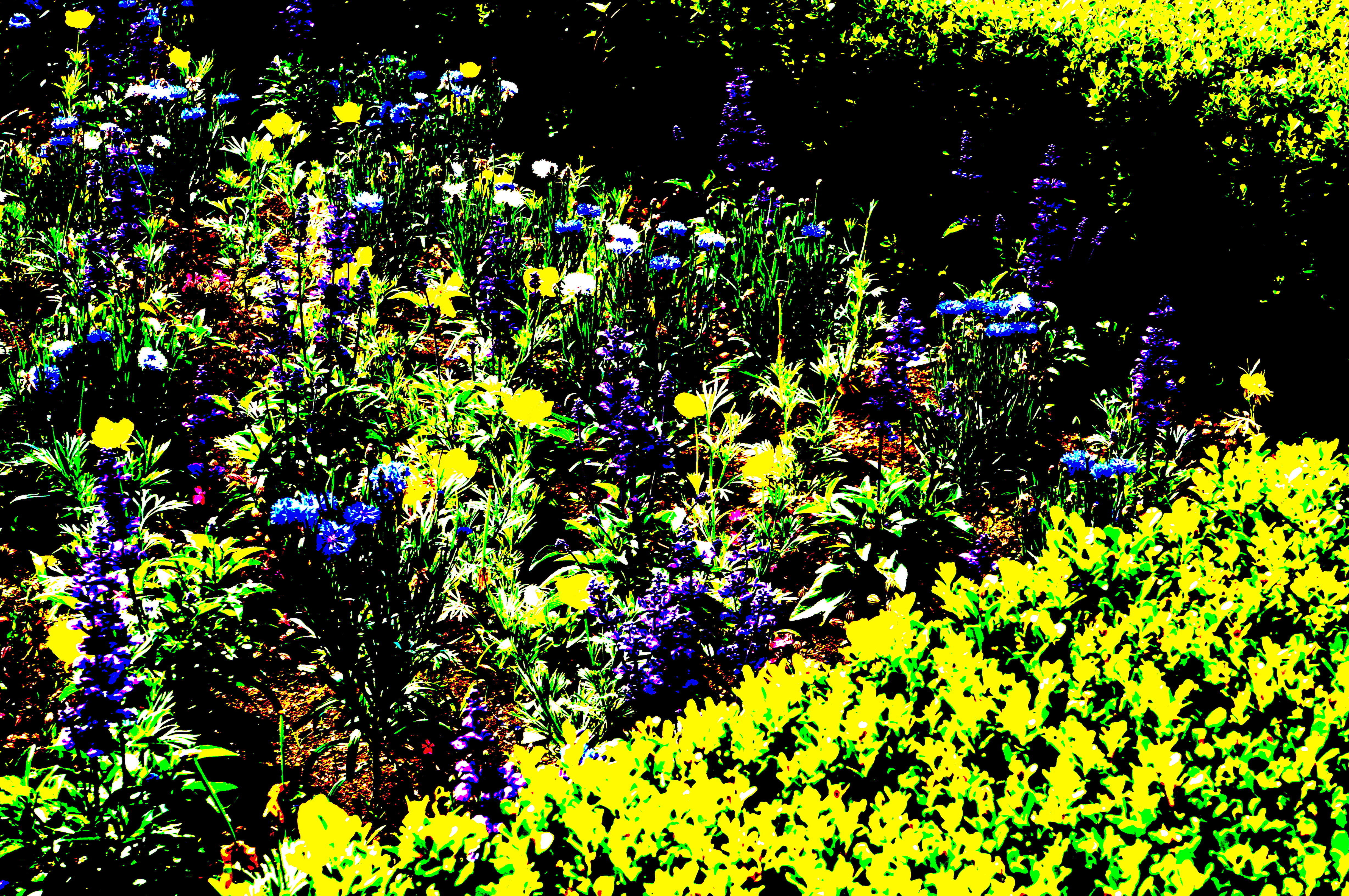 <b>ポスタリゼーションカラー / NEX-F3 / E 18-55mm F3.5-5.6 OSS / 約7.7MB / 4,912×3,264 / 1/320秒 / F9 / 0EV / ISO200 / WB：太陽光 / 42mm</b>