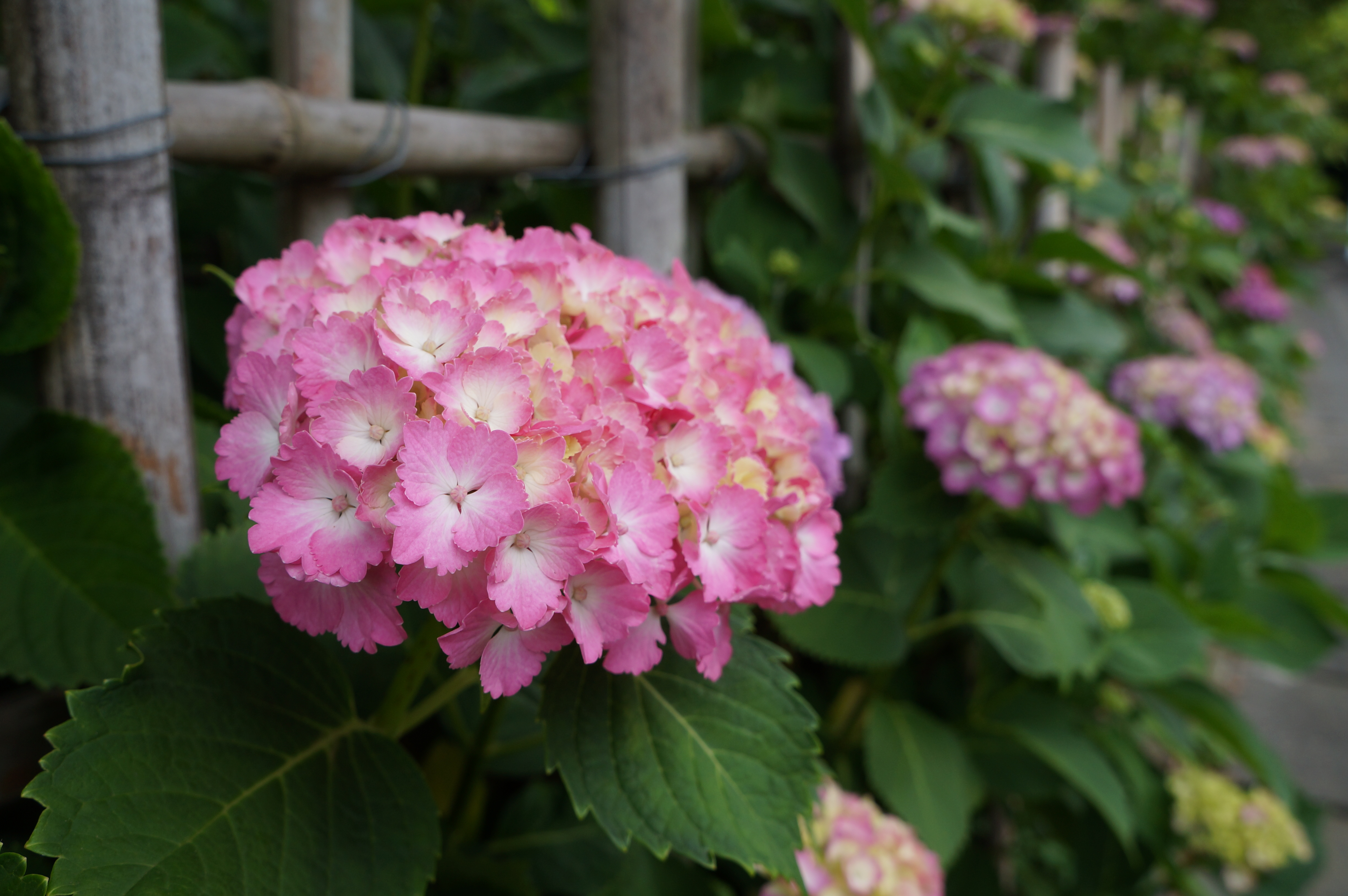 <b>NEX-F3 / E 18-55mm F3.5-5.6 OSS / 約3.2MB / 4,912×3,264 / 1/160秒 / F6.3 / 0EV / ISO200 / プログラムAE / WB：オート / 19mm</b>