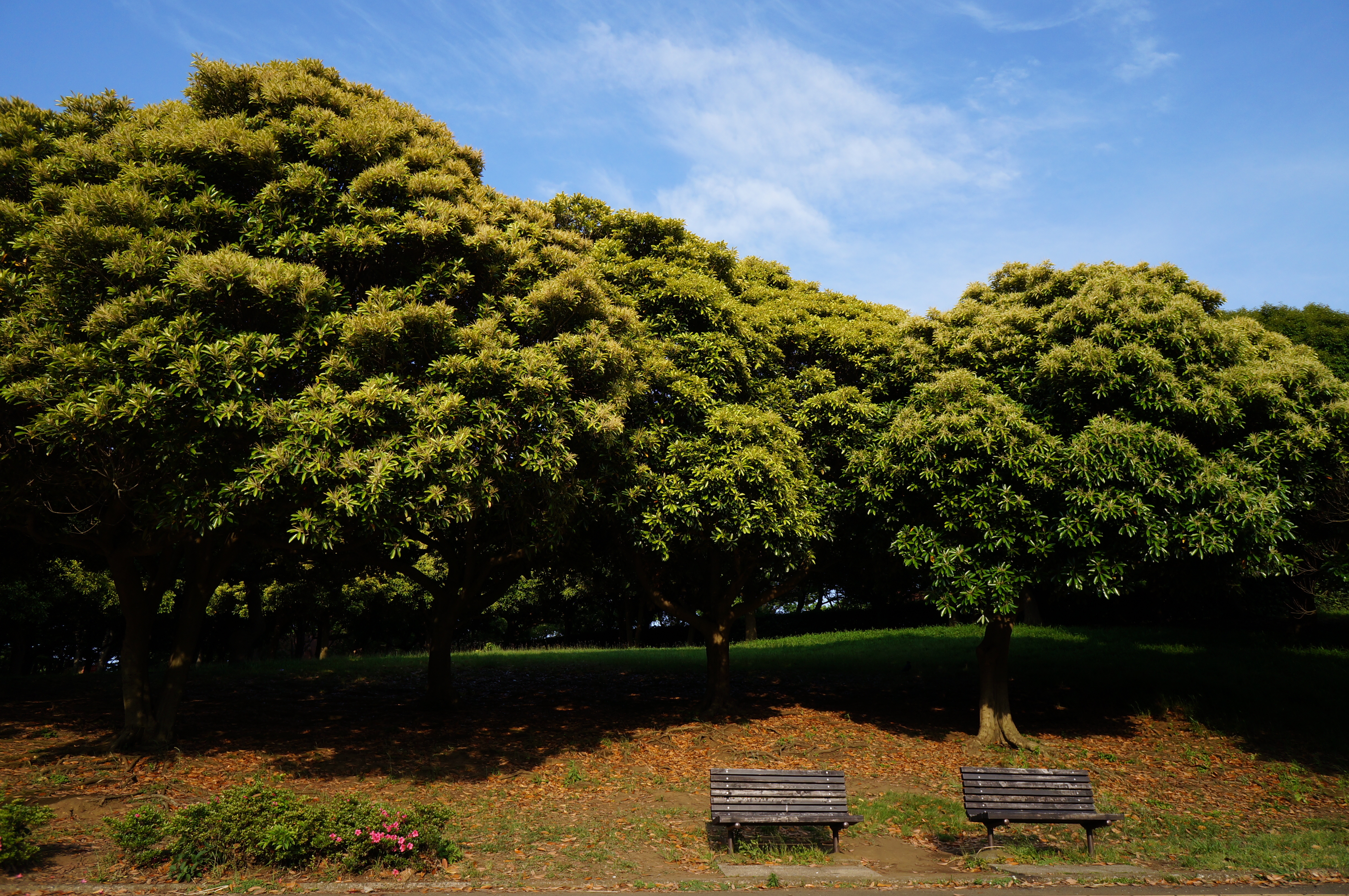 <b>NEX-F3 / E 18-55mm F3.5-5.6 OSS / 約7.4MB / 4,912×3,264 / 1/400秒 / F8 / -1EV / ISO200 / プログラムAE / WB：太陽光 / 16mm</b>