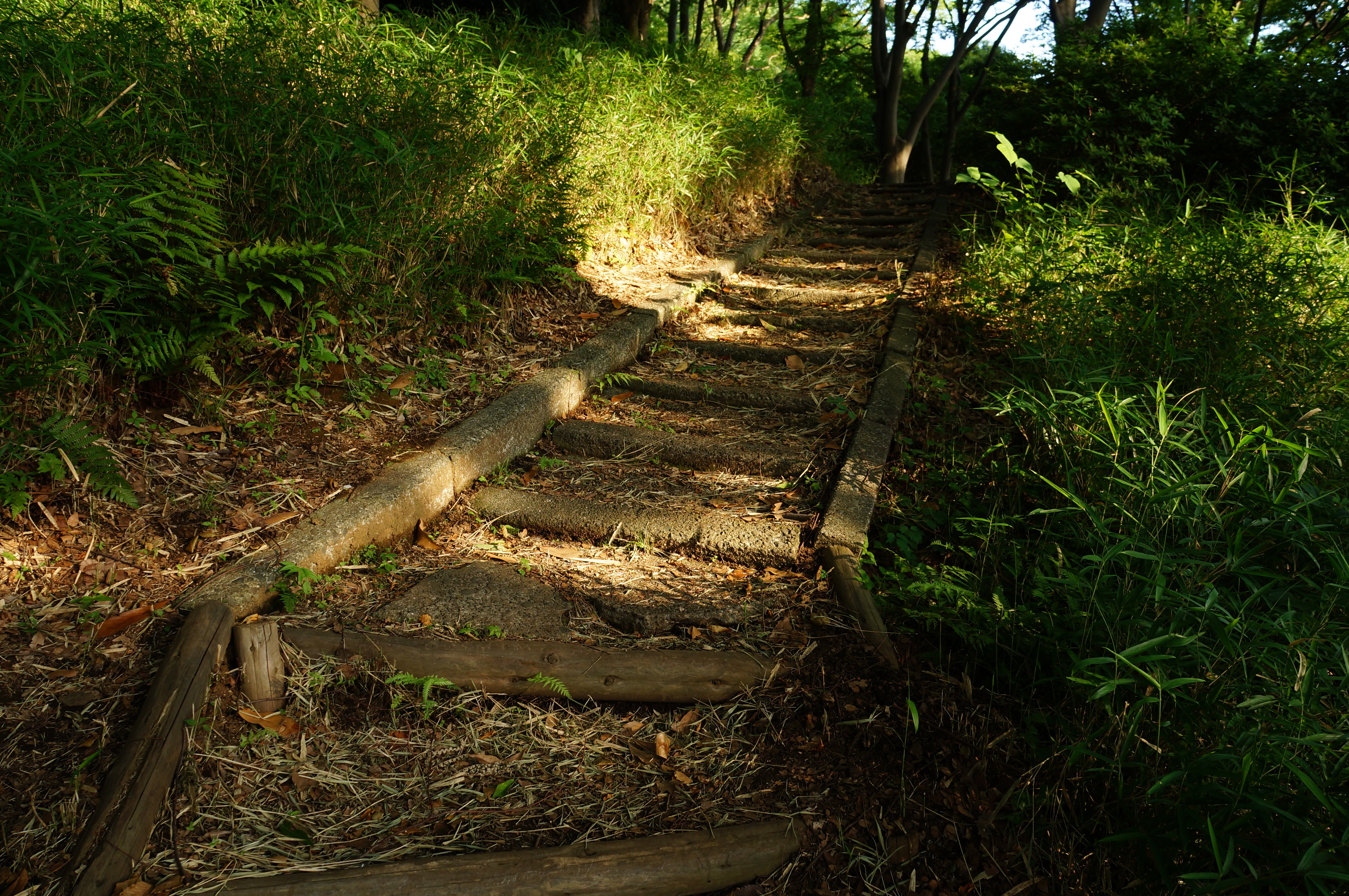 <b>NEX-F3 / E 18-55mm F3.5-5.6 OSS / 約7MB / 4,912×3,264 / 1/100秒 / F5 / -0.7EV / ISO200 / プログラムAE / WB：太陽光 / 18mm</b>