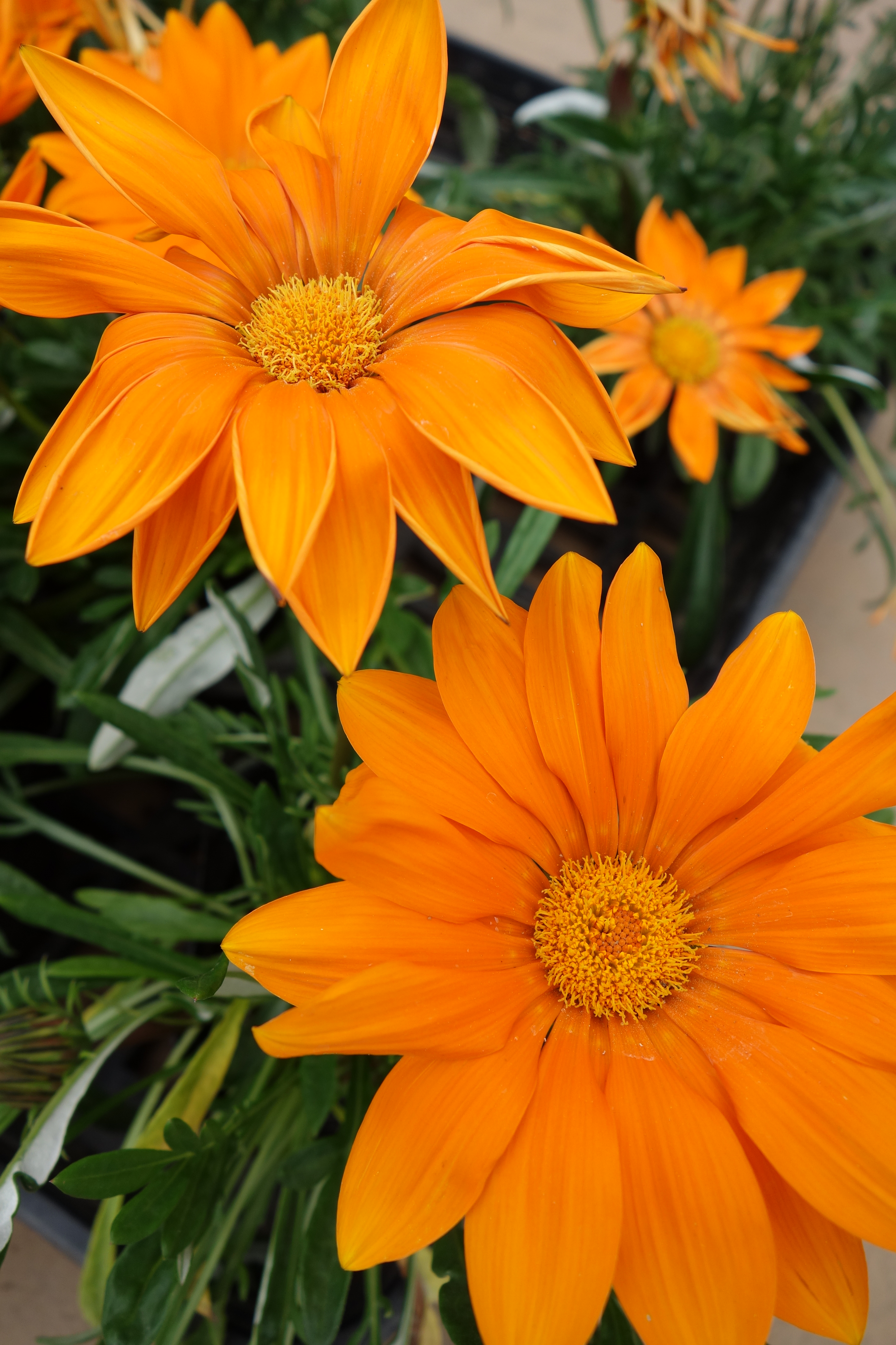 <b>DSC-RX100 / 約4.7MB / 3,648×5,472 / 1/400秒 / F4 / +0.7EV / ISO125 / 10.4mm / Dレンジオプティマイザー：オート</b>