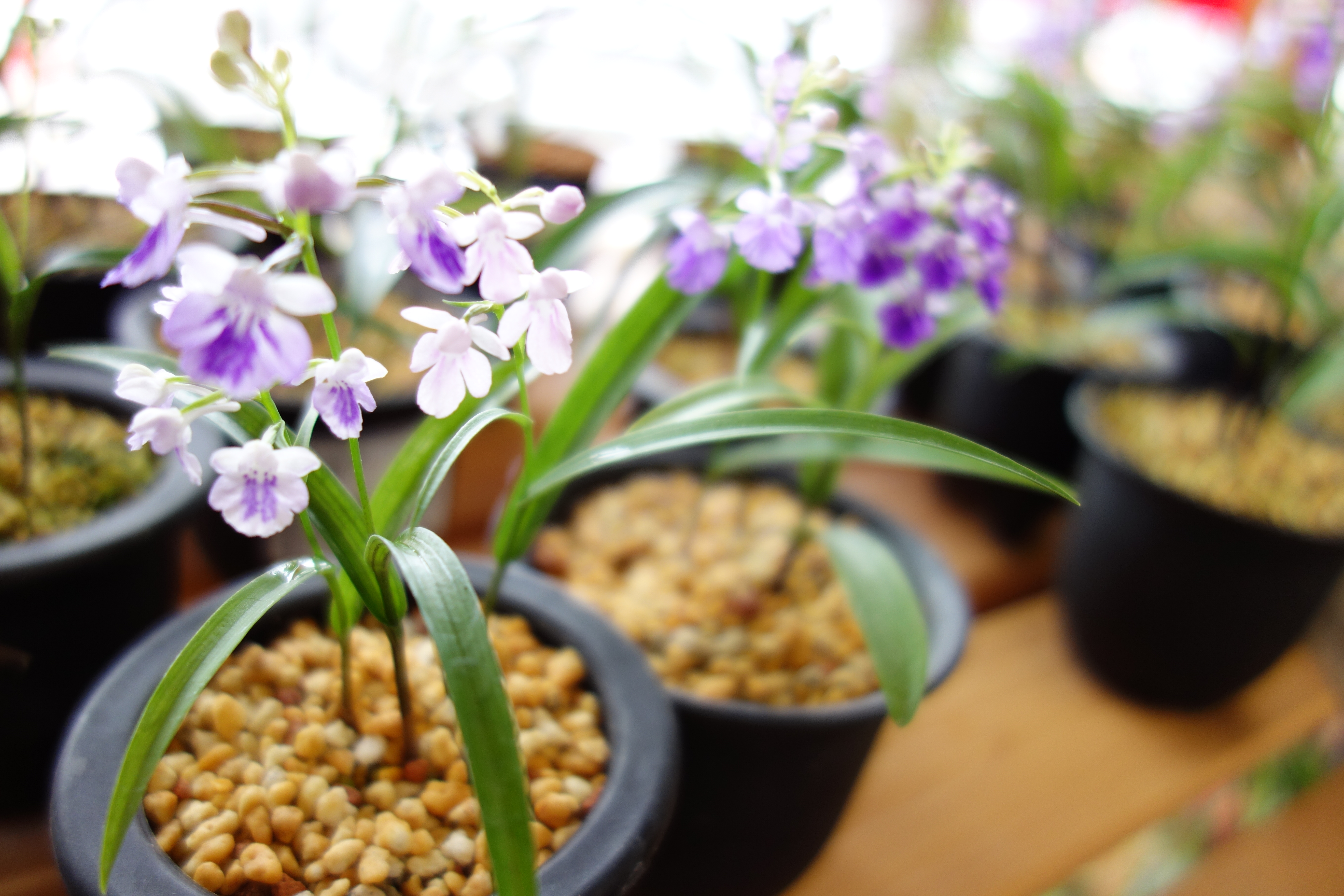 <b>DSC-RX100 / 約4.7MB / 5,472×3,648 / 1/125秒 / F1.8 / +0.7EV / ISO125 / 10.4mm/ Dレンジオプティマイザー：オート</b>