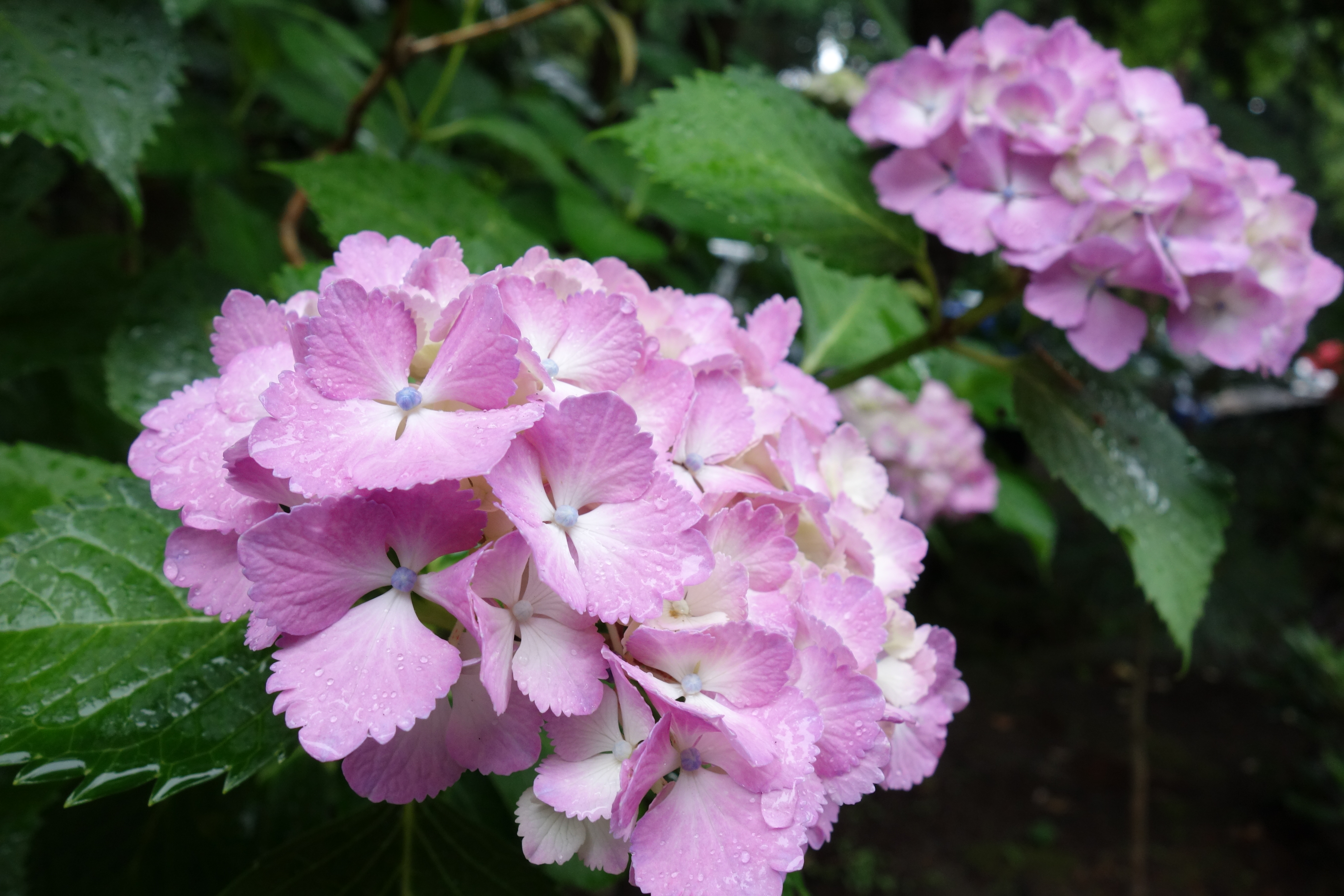 <b>DSC-RX100 / 約4.7MB / 5,472×3,648 / 1/100秒 / F5.6 / +0.7EV / ISO400 / 10.4mm</b>