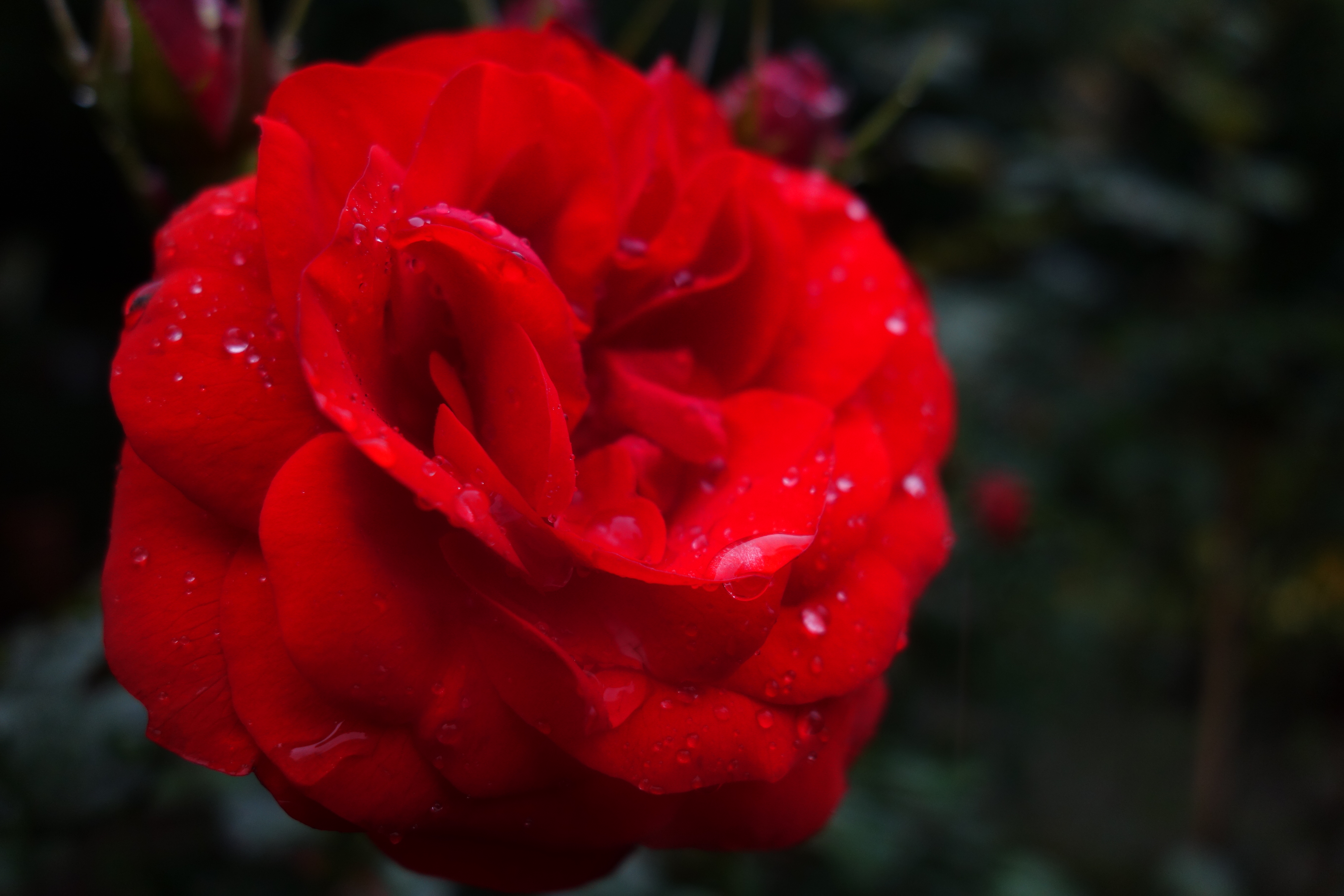 <b>DSC-RX100 / 約3.8MB / 5,472×3,648 / 1/250秒 / F2.8 / -0.7EV / ISO200 / 10.4mm / シーンモード：風景</b>