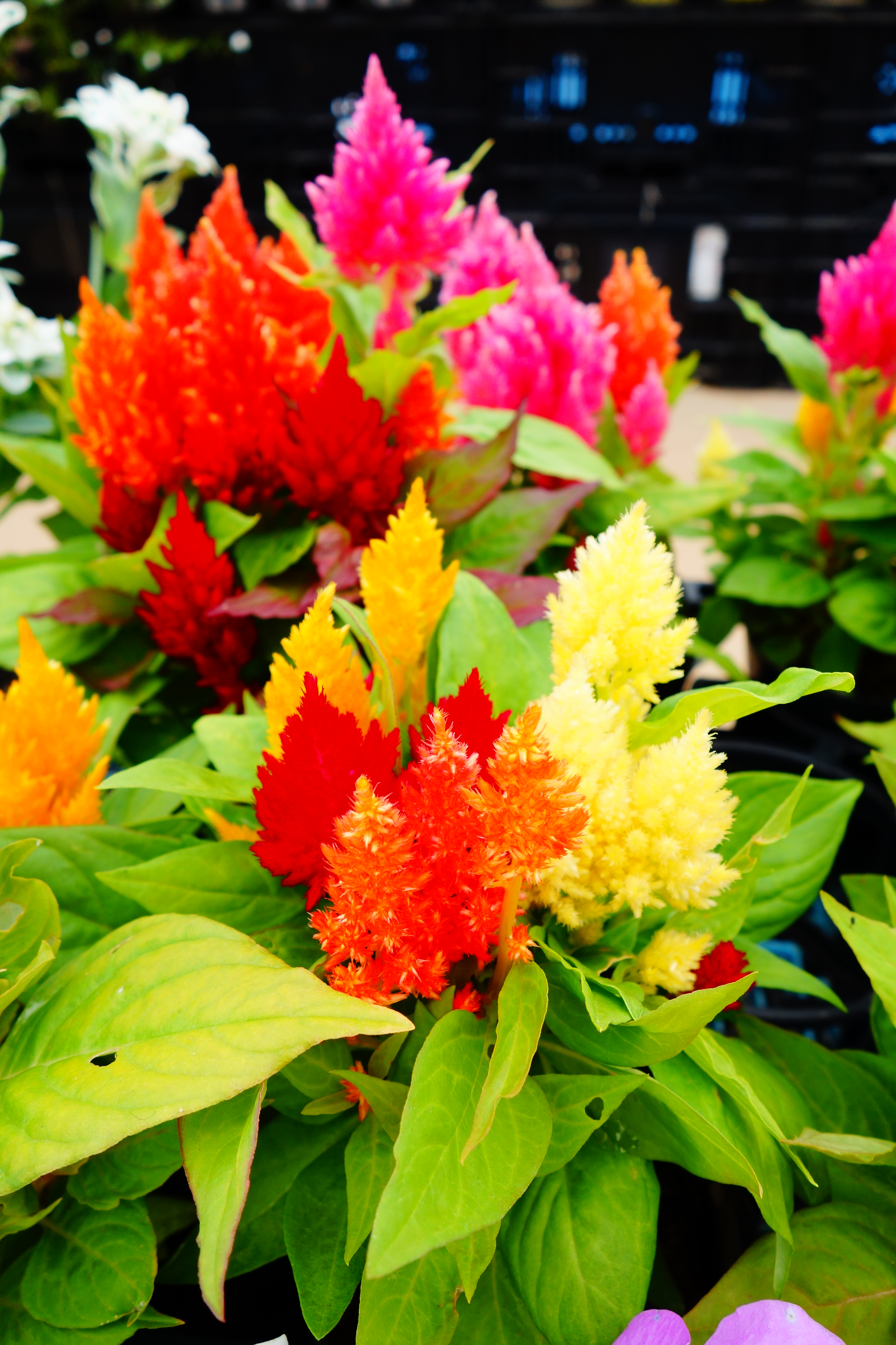 <b>ポップカラー / DSC-RX100 / 約5.2MB / 3,648×5,472 / 1/320秒 / F4 / +0.3EV / ISO125 / 10.4mm</b>