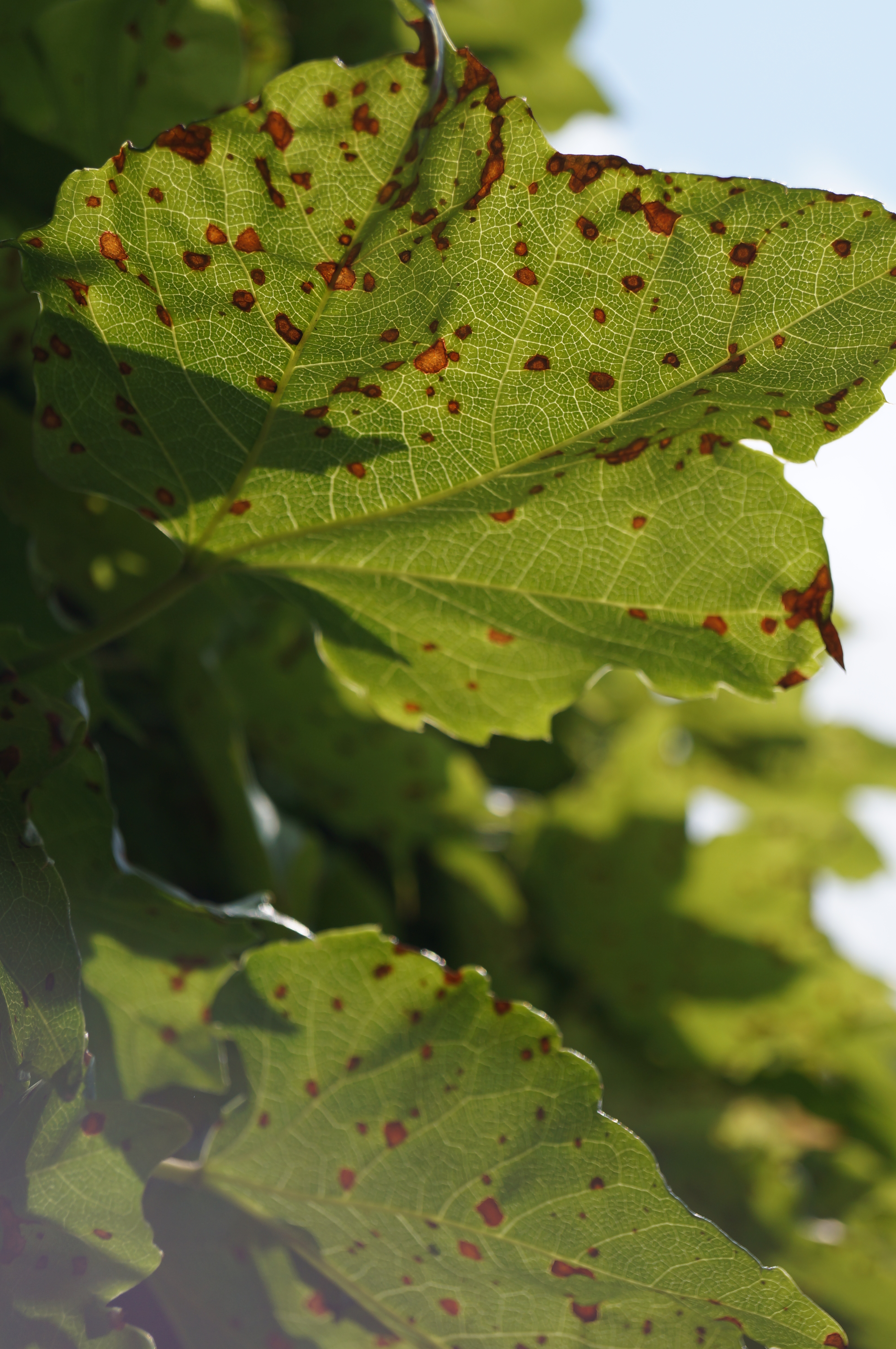 <b>α37 / DT 18-55mm F3.5-5.6 SAM / 約3.4MB / 3,264×4,912 / 1/1,000秒 / F5.6 / -0.7EV / ISO100 / 55mm</b>