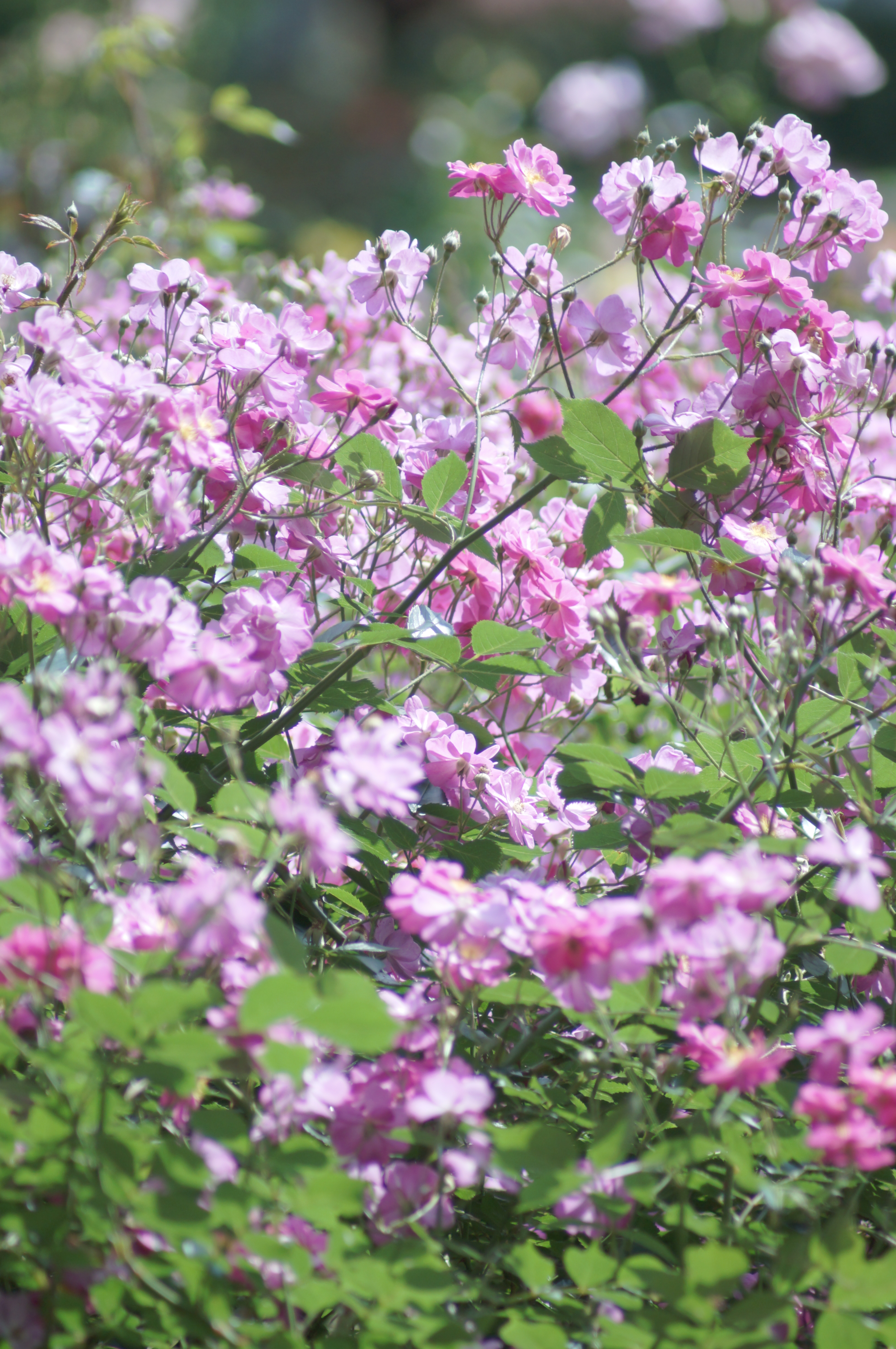 <b>α37 / 75-300mm F4.5-5.6 / 約3.9MB / 3,264×4,912 / 1/500秒 / F5.6 / -0.3EV / ISO400 / 300mm</b>