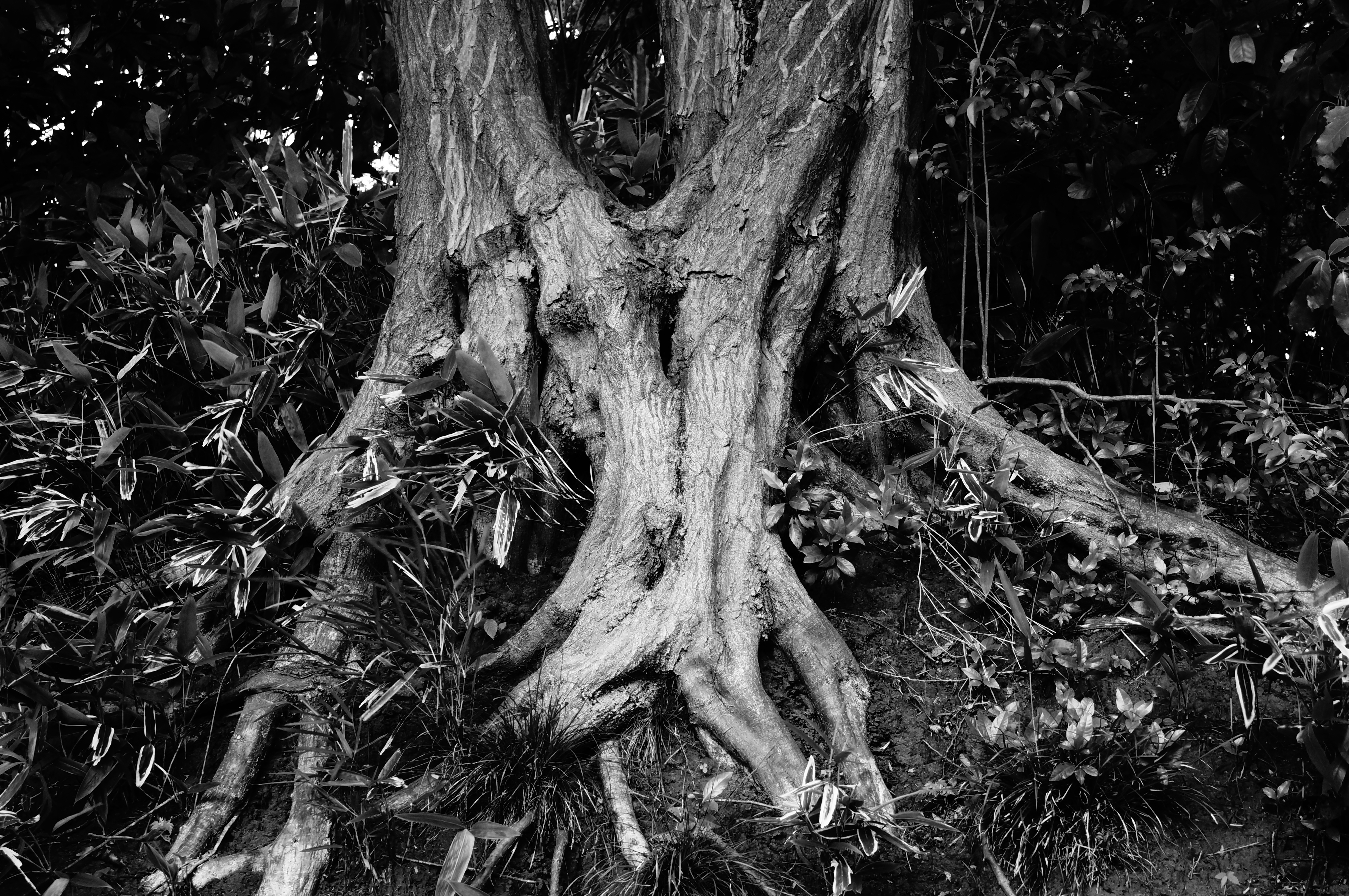 <b>ピクチャーエフェクト：ハイコントラストモノクロ / α37 / DT 18-55mm F3.5-5.6 SAM / 約6.8MB / 4,912×3,264 / 1/60秒 / F4.5 / 0EV / ISO640 / 30mm</b>