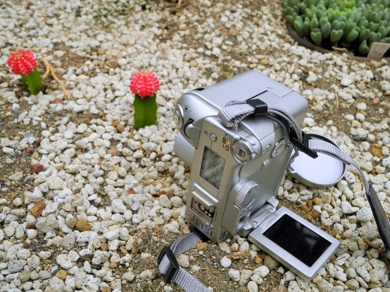 <b>バリアングルタイプの液晶モニターを搭載していれば、こ〜んなキビシめのローポジション撮影も楽に行なえる。</b>