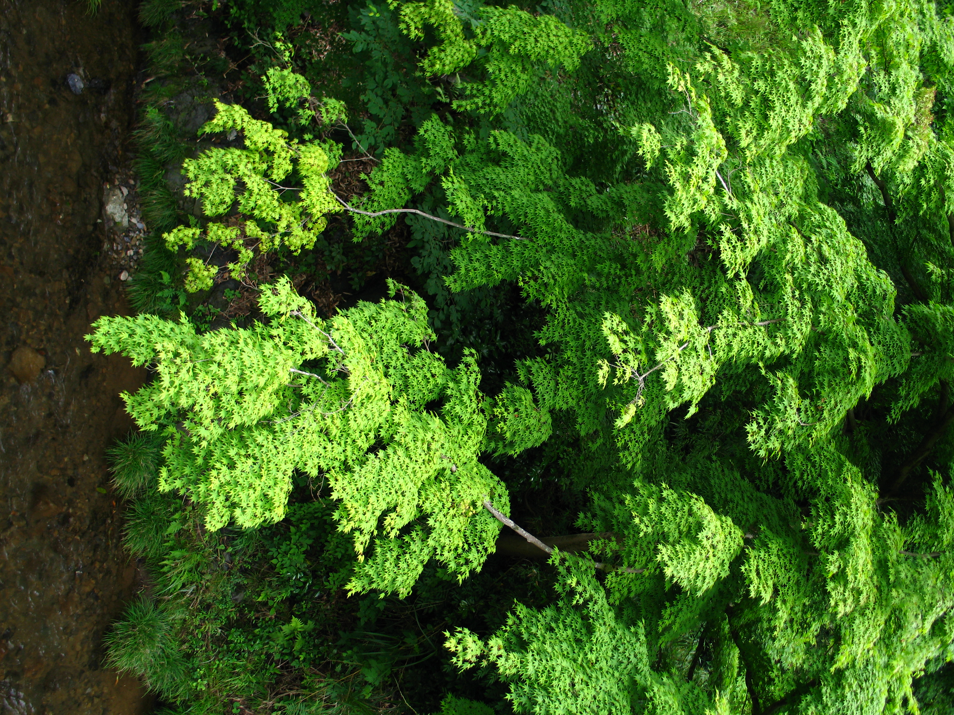 <b>PowerShot G6 / 約5.0MB / 2304x3072 / 1/50秒 / F2.2 / -0.7EV / ISO50 / WB:太陽光 / 7.2mm</b>