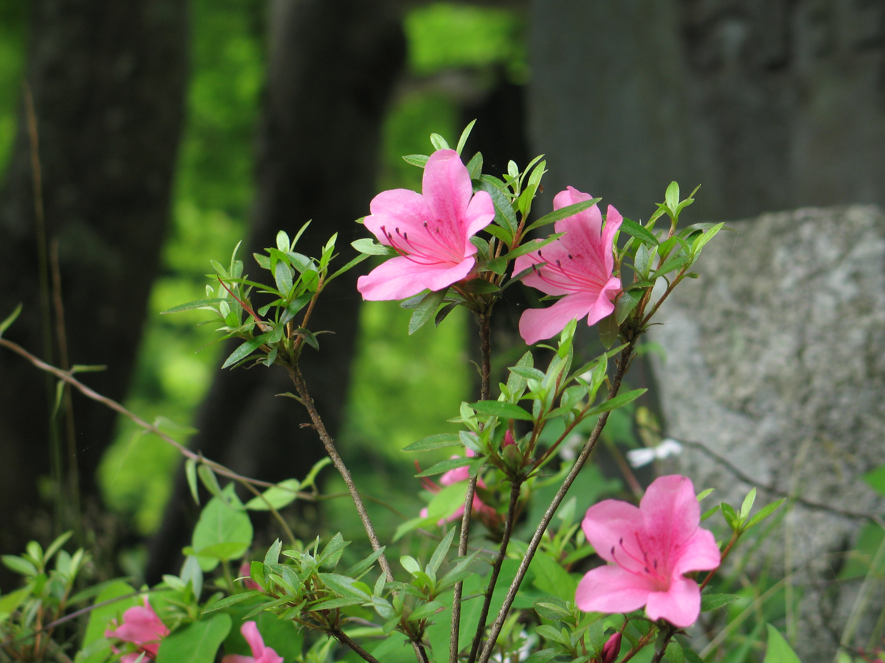 <b>PowerShot G6 / 約2.4MB / 3,072×2,304 / 1/40秒 / F3 / -0.7EV / ISO50 / WB:太陽光 / 28.8mm</b>