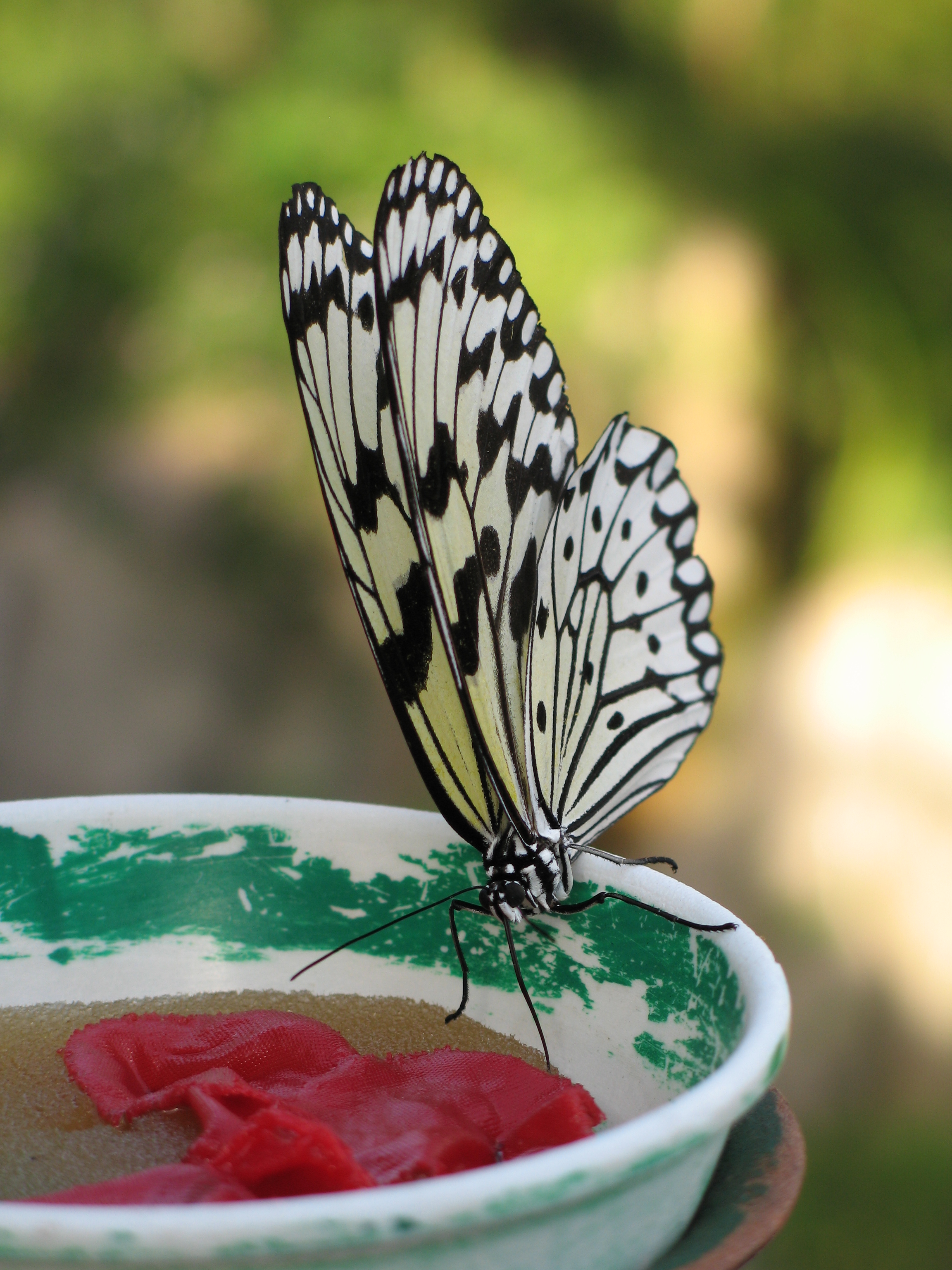 <b>PowerShot G6 / 約2.3MB / 2304x3072 / 1/200秒 / F3 / 0.0EV / ISO50 / WB:オート / 28.8mm</b>