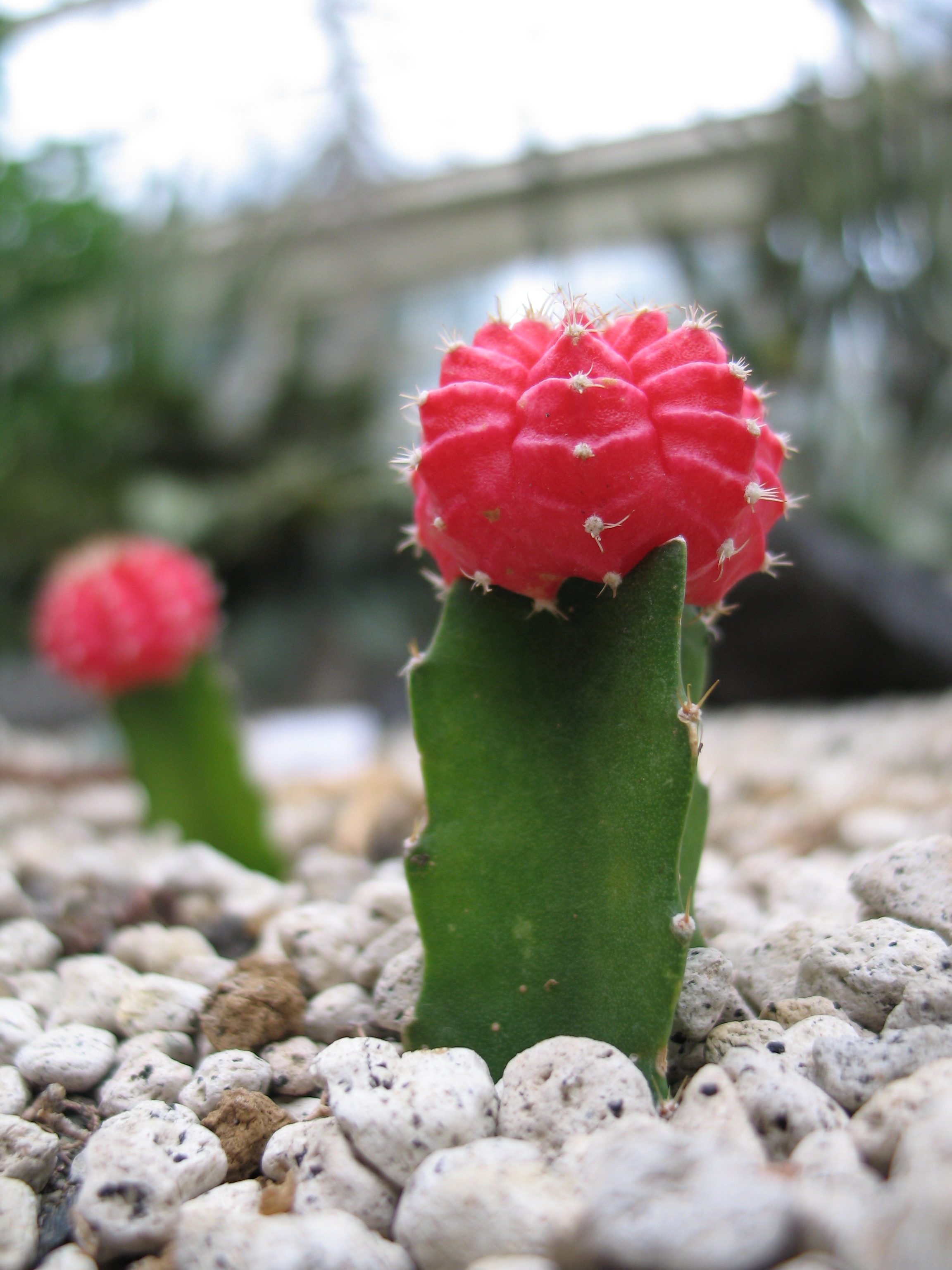 <b>PowerShot G6 / 約2.1MB / 2304x3072 / 1/80秒 / F2 / 0.0EV / ISO50 / WB:オート / 7.2mm</b>