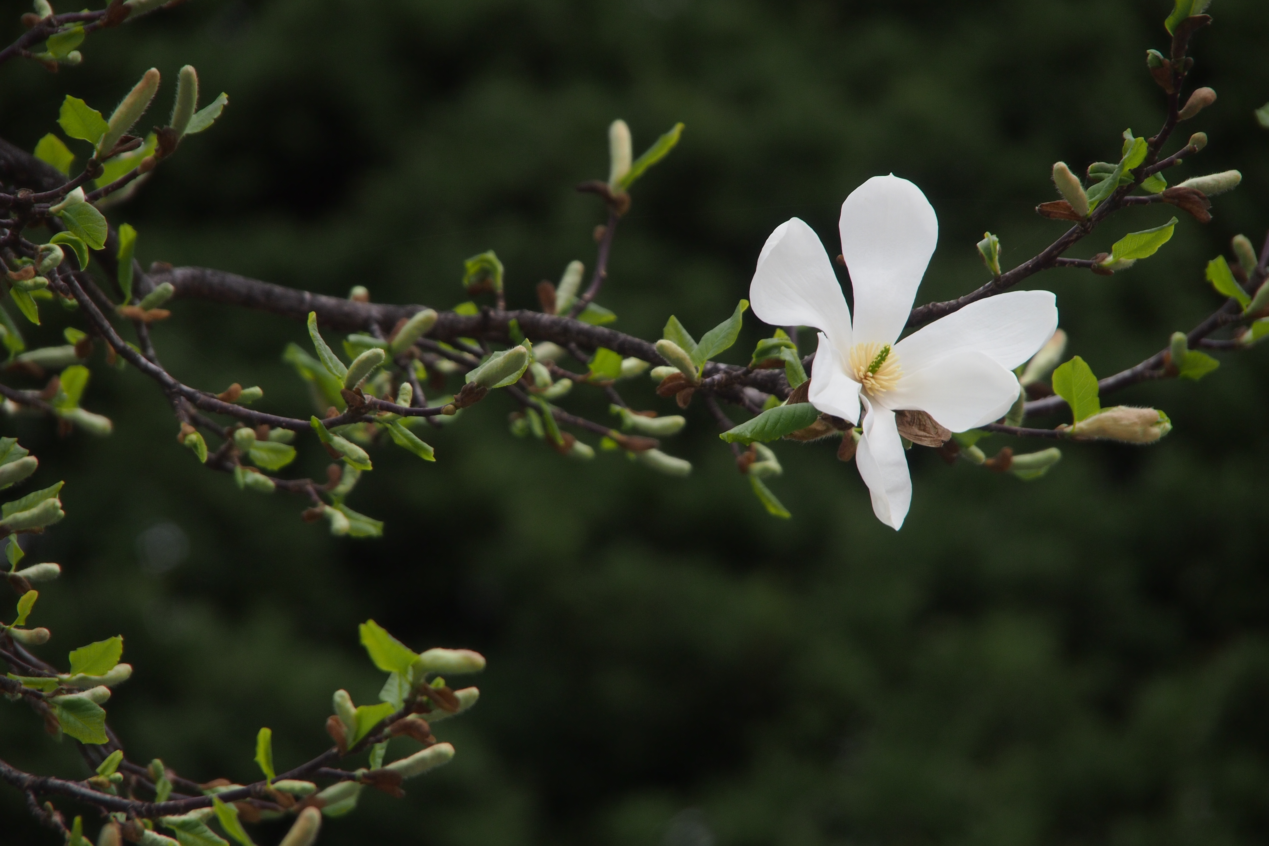 <b>E-P3 / M.ZUIKO DIGITAL ED 14-150mm F4-5.6 / 約5.7MB / 4,032×2,688 / 1/640秒 / F5.6 / -0.7EV / ISO200 / 絞り優先AE / WB：オート / 150mm</b>