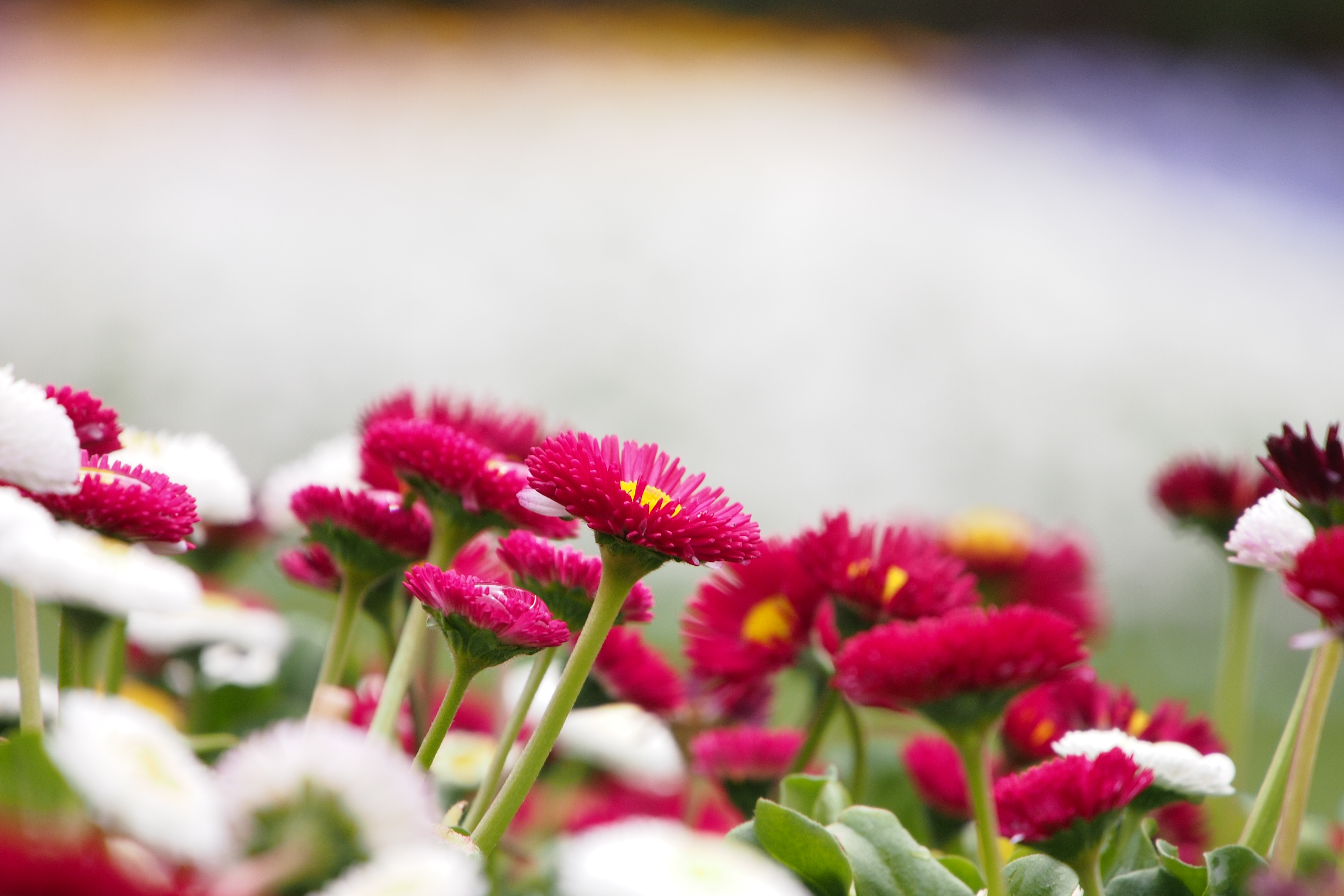 <b>E-P3 / LUMIX G X VARIO PZ 45-175mm F3.5-5.6 ASPH. POWER O.I.S. / 約5MB / 4,032×2,688 / 1/250秒 / F5.6 / +1.3EV / ISO200 / 絞り優先AE / WB：オート / 175mm</b>